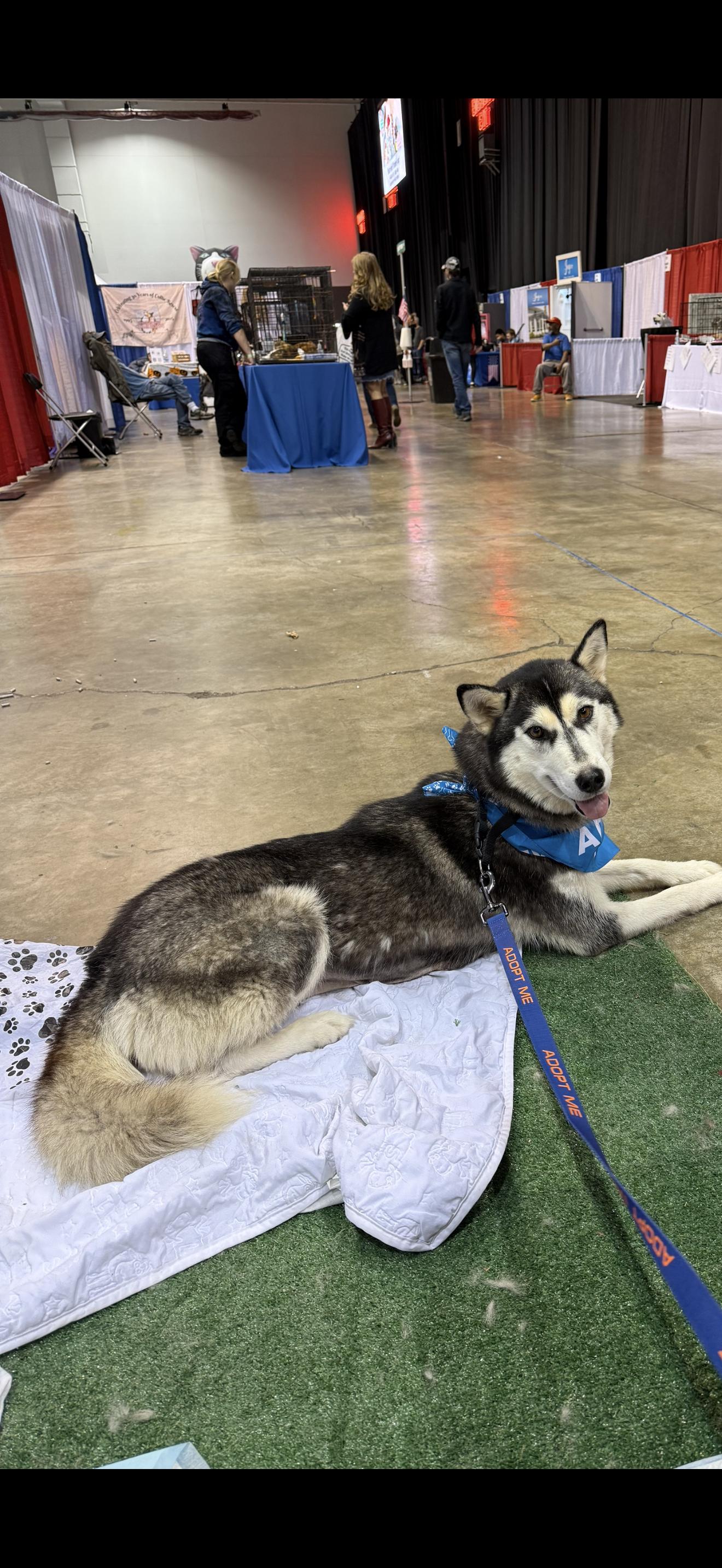 Enlarge Angel, a ADOPTABLE Husky in Middlefield , OH image 5/5