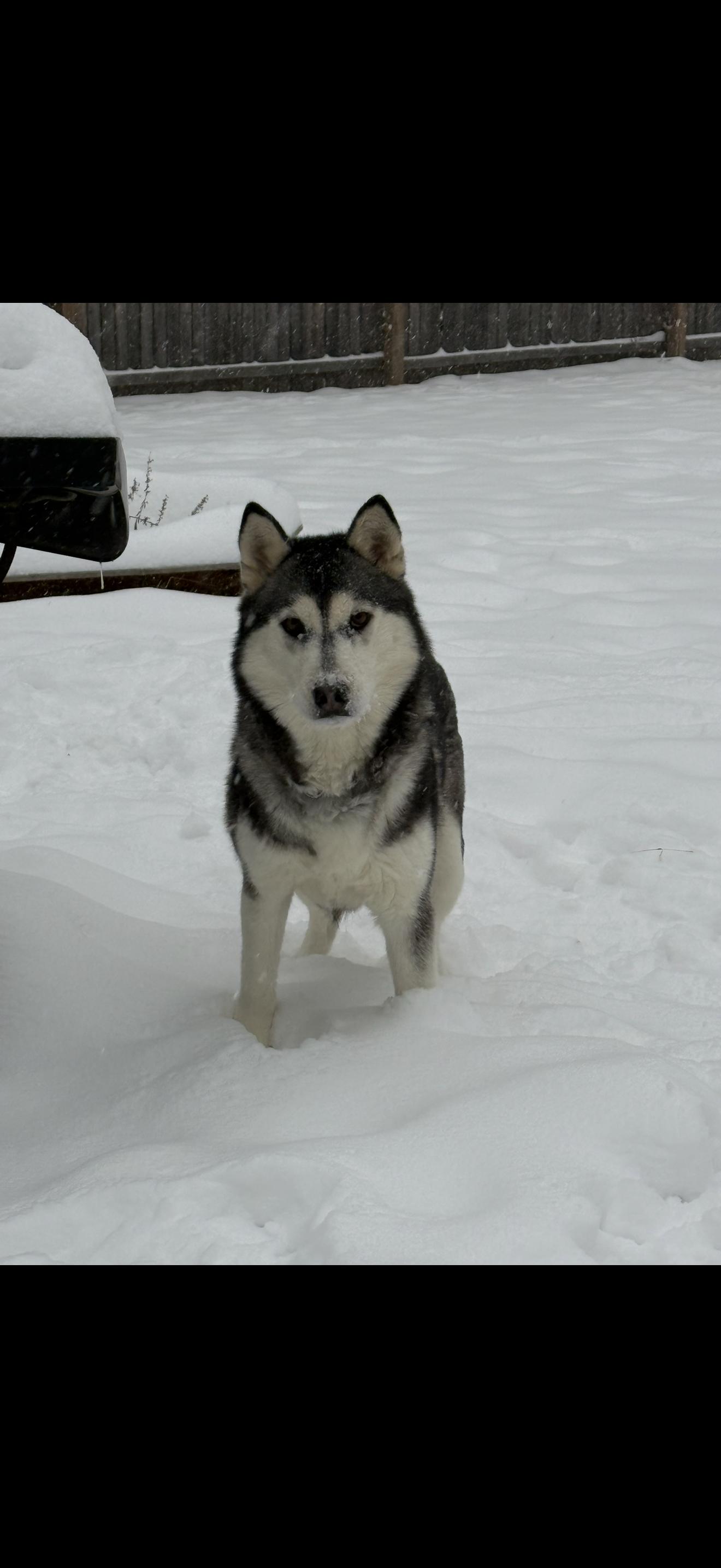 Enlarge Angel, a ADOPTABLE Husky in Middlefield , OH image 2/5