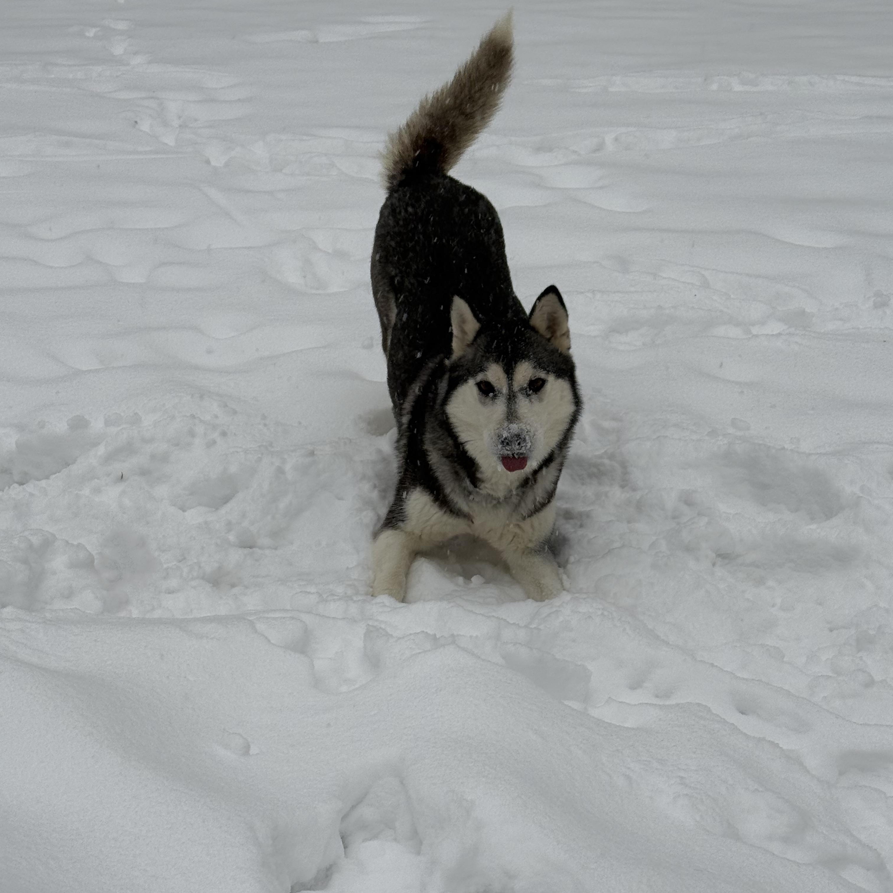 Enlarge Angel, a ADOPTABLE Husky in Middlefield , OH image 1/5