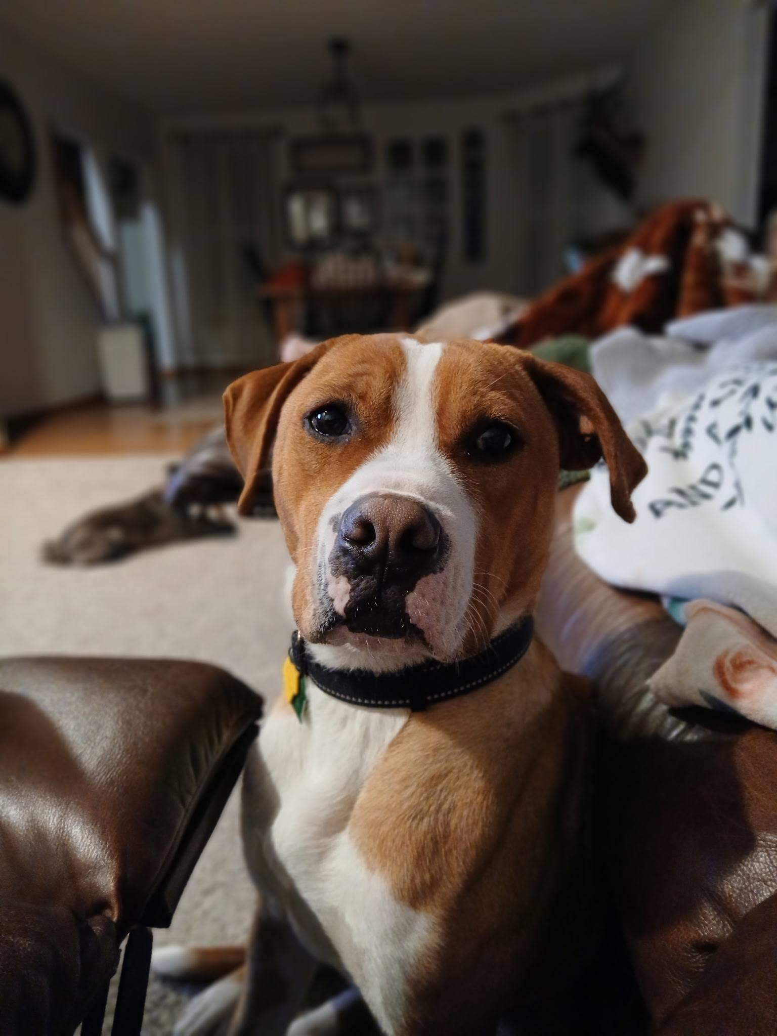 Johnny, Adoptable, Young Male Boxer.