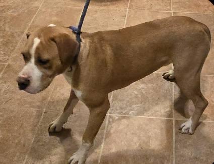 Enlarge Johnny, a Adoptable Boxer in Shakopee, MN image 1/3