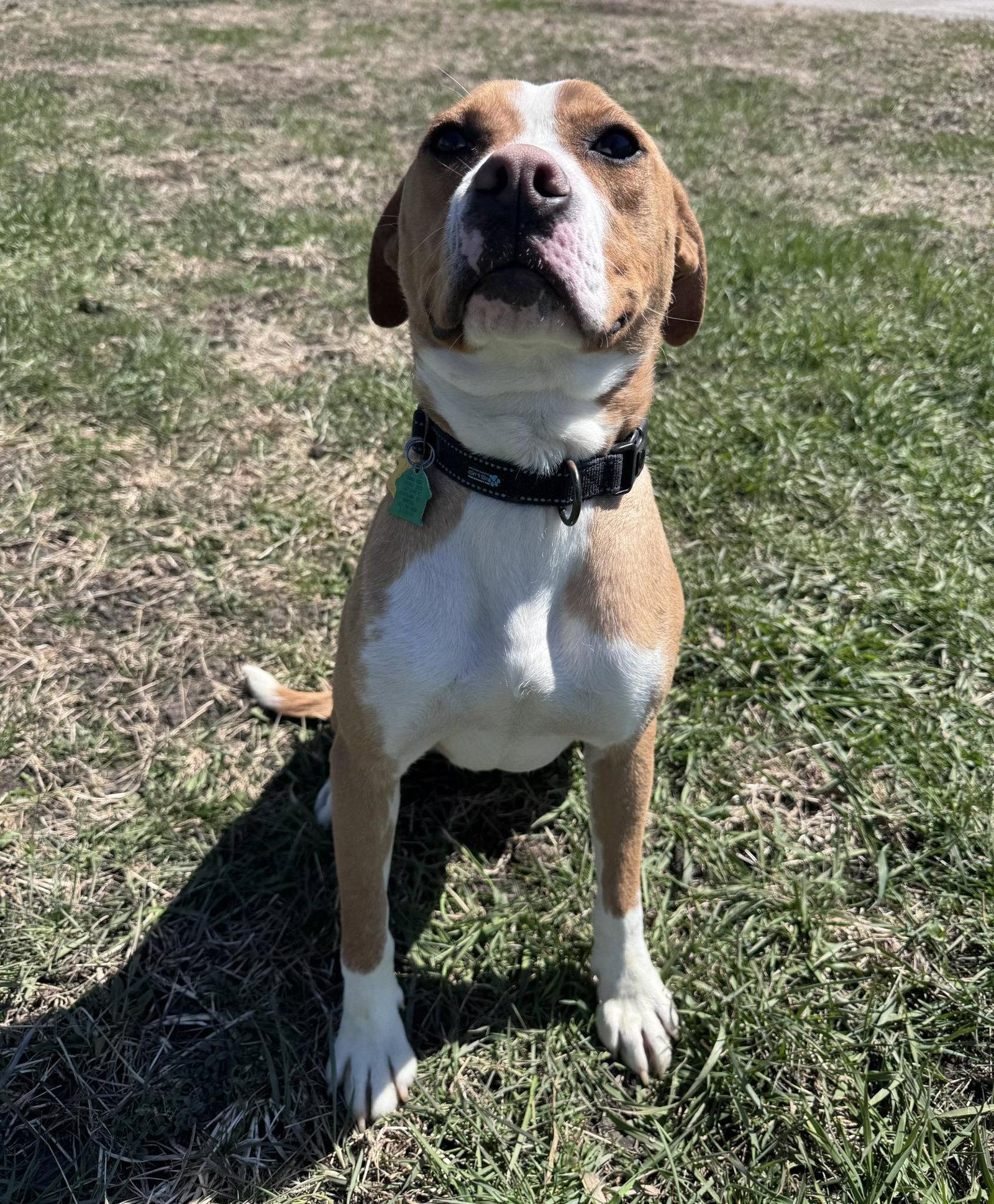 Johnny - FOSTER OR ADOPT ME!!, Adoptable, Young Male Boxer.