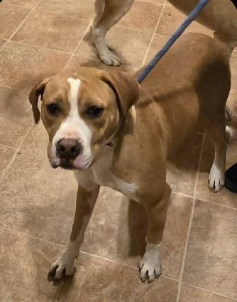 Enlarge Johnny, a Adoptable Boxer in Shakopee, MN image 2/3