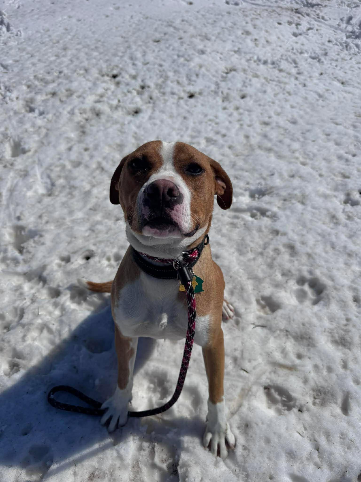 Enlarge Johnny - IN TRAINING!, a Adoptable Boxer in Shakopee, MN image 2/3