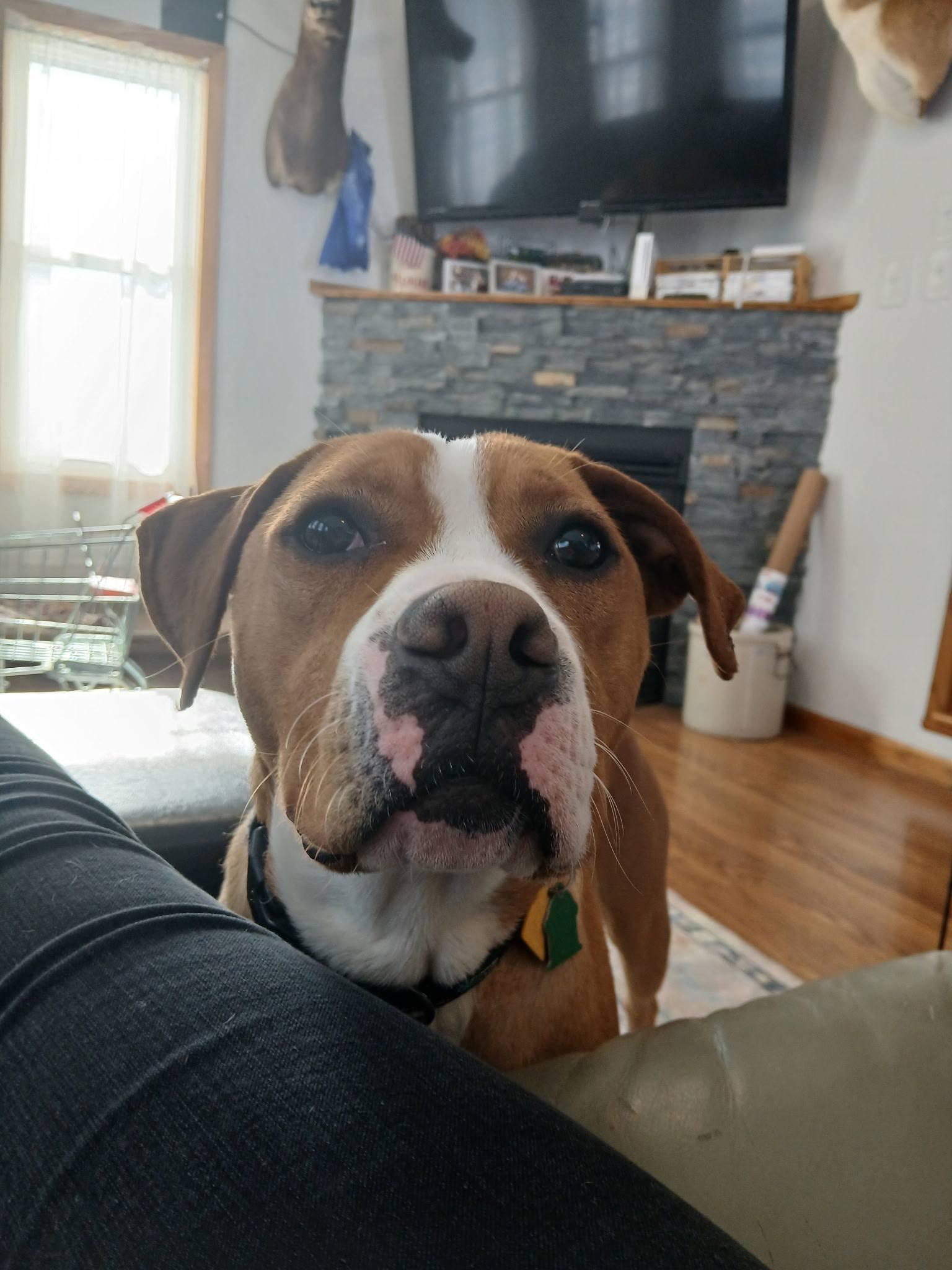 Johnny, a Adoptable Boxer in Shakopee, MN image 2/3