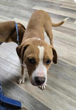 Enlarge Johnny, a Adoptable Boxer in Shakopee, MN image 3/3