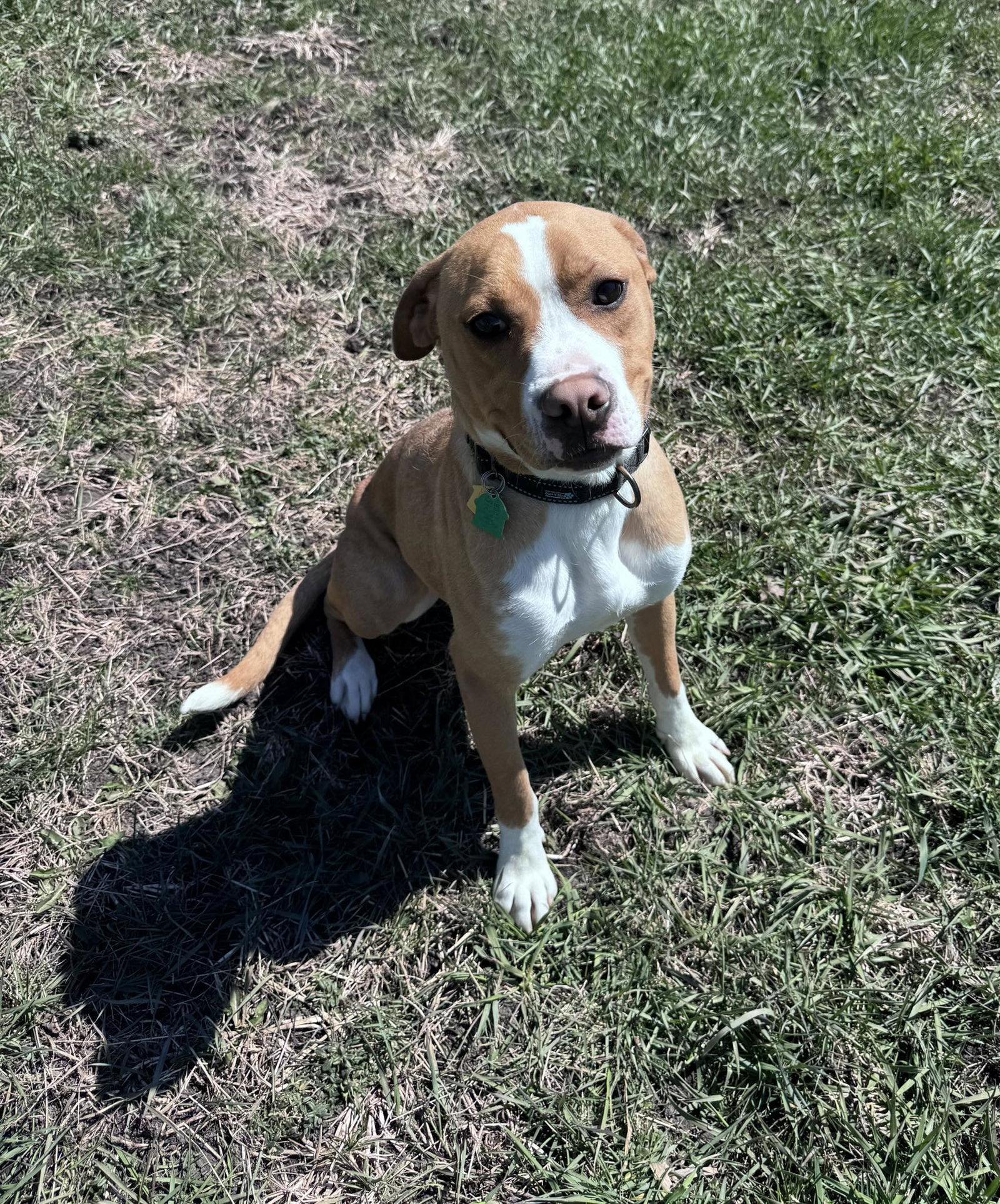 Enlarge Johnny - FOSTER OR ADOPT ME!!, a Adoptable Boxer in Shakopee, MN image 3/3