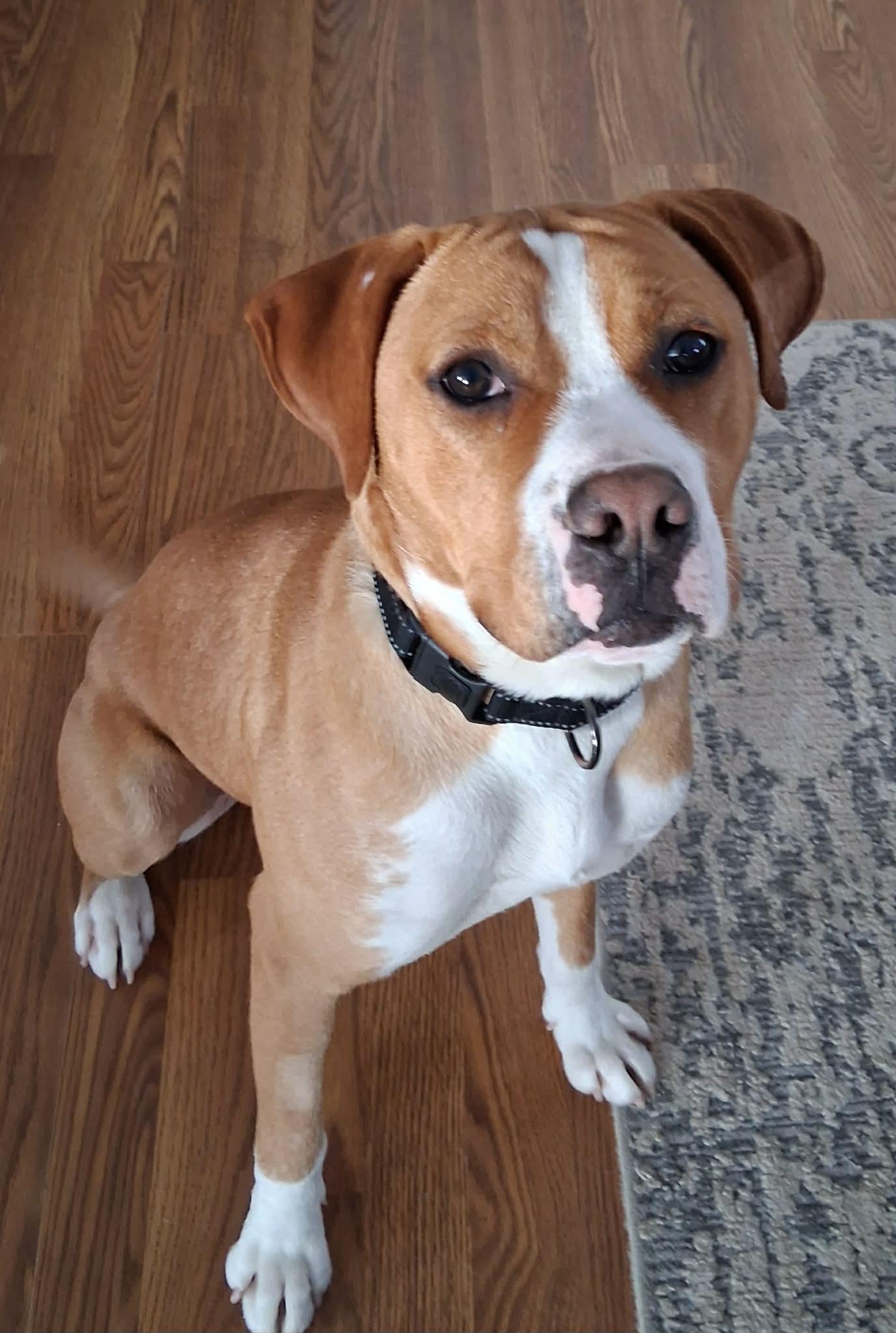 Johnny, a Adoptable Boxer in Shakopee, MN image 3/3