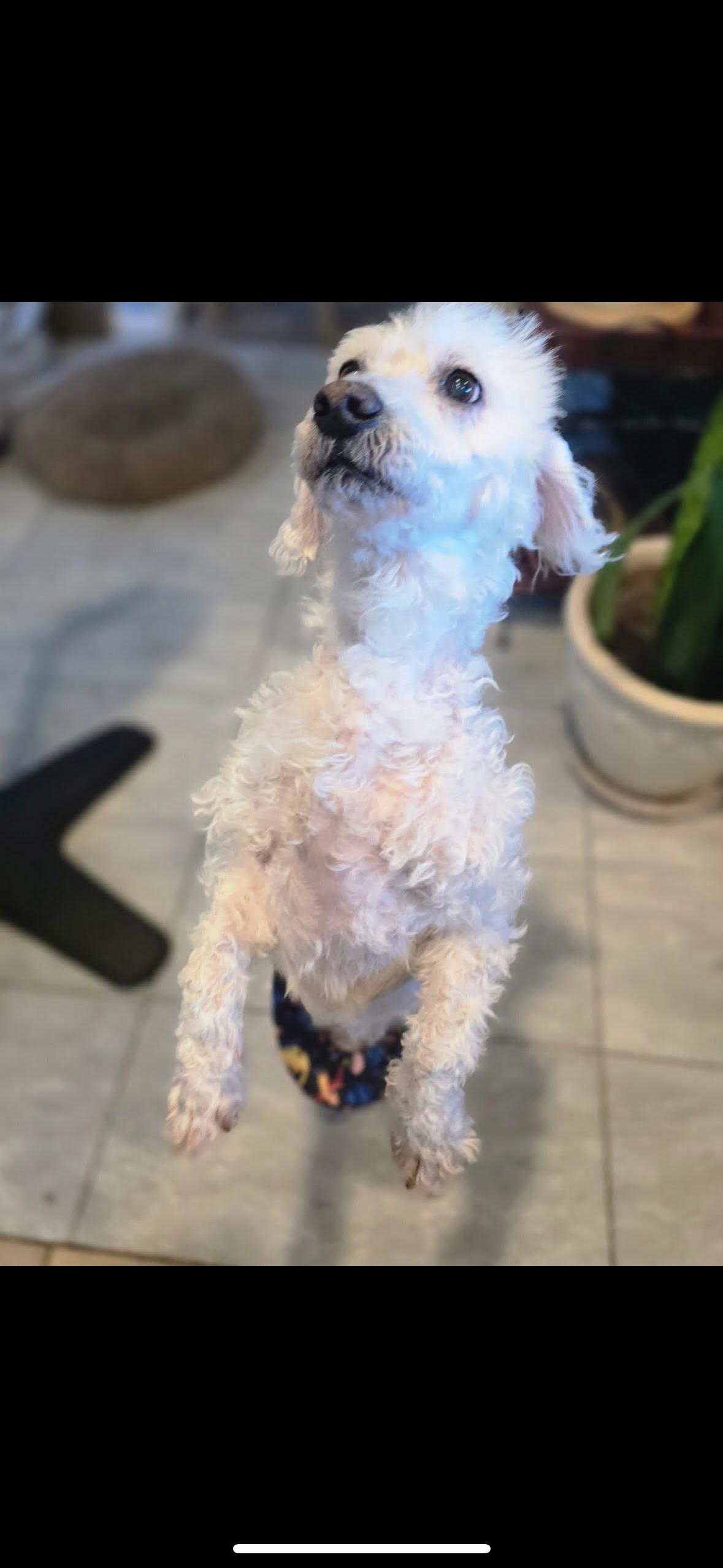 Moppy, an adoptable Maltipoo in Hayward, CA, 94544 | Photo Image 1
