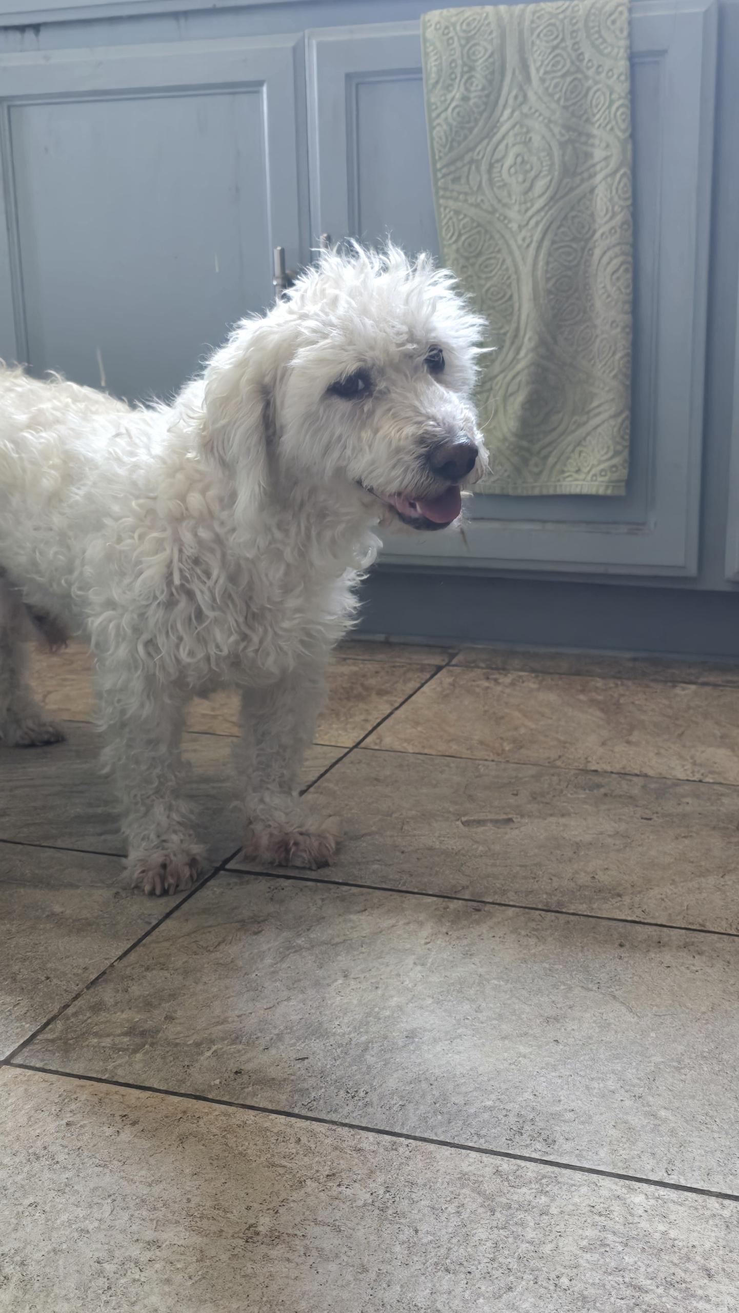 Moppy, an adoptable Maltipoo in Hayward, CA, 94544 | Photo Image 3
