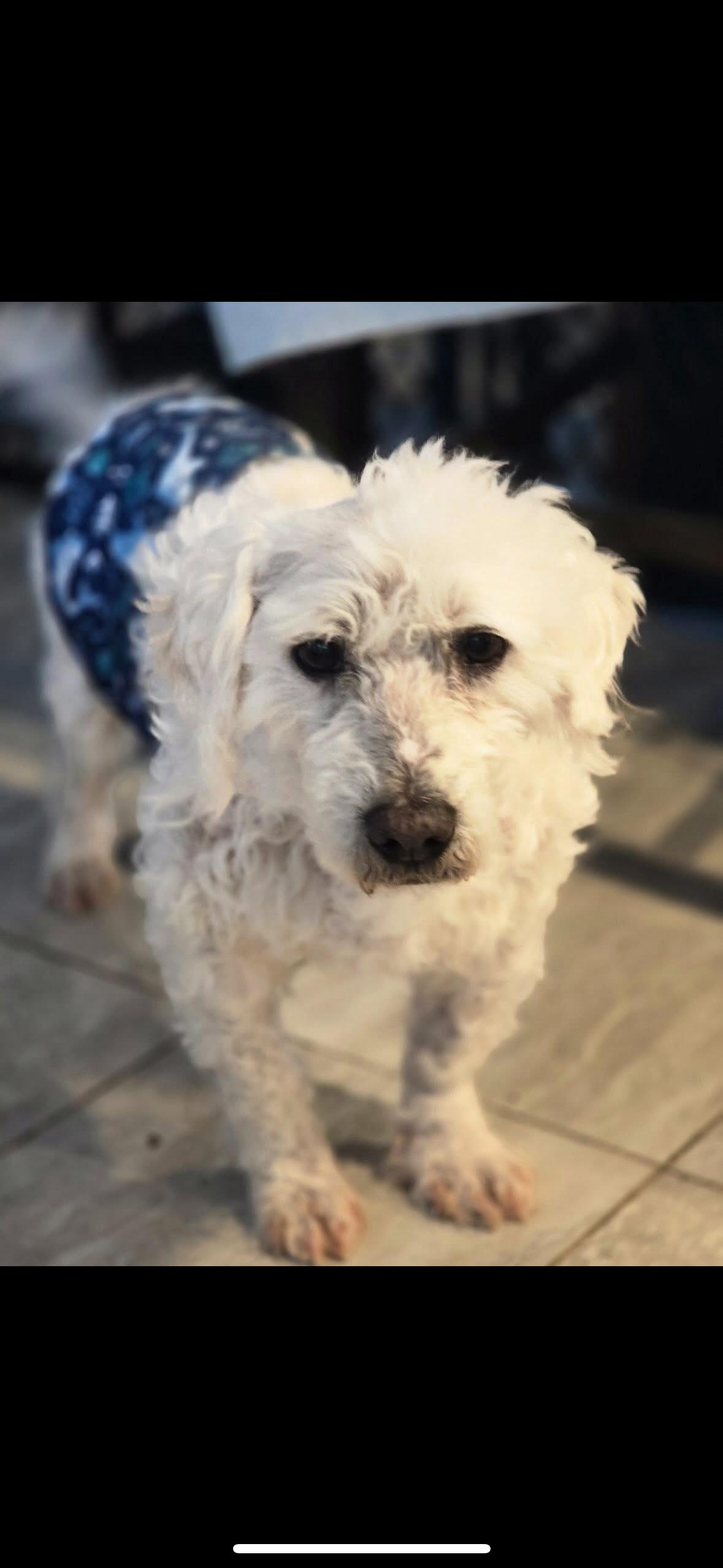 Moppy, an adoptable Maltipoo in Hayward, CA, 94544 | Photo Image 4