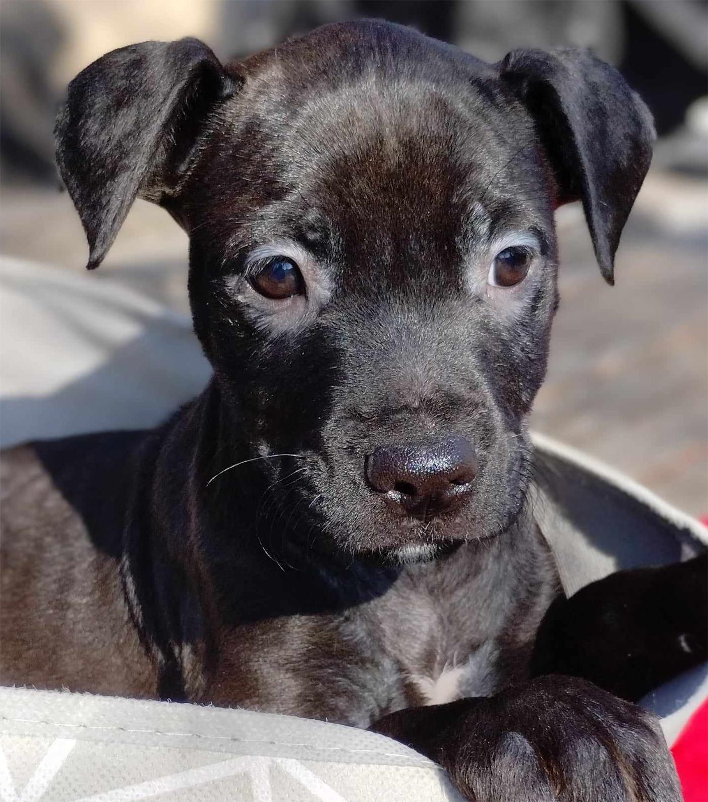 Boxer Terrier Lab Dog for adoption - Chico, a Labrador Retriever & Boxer Mix in ...