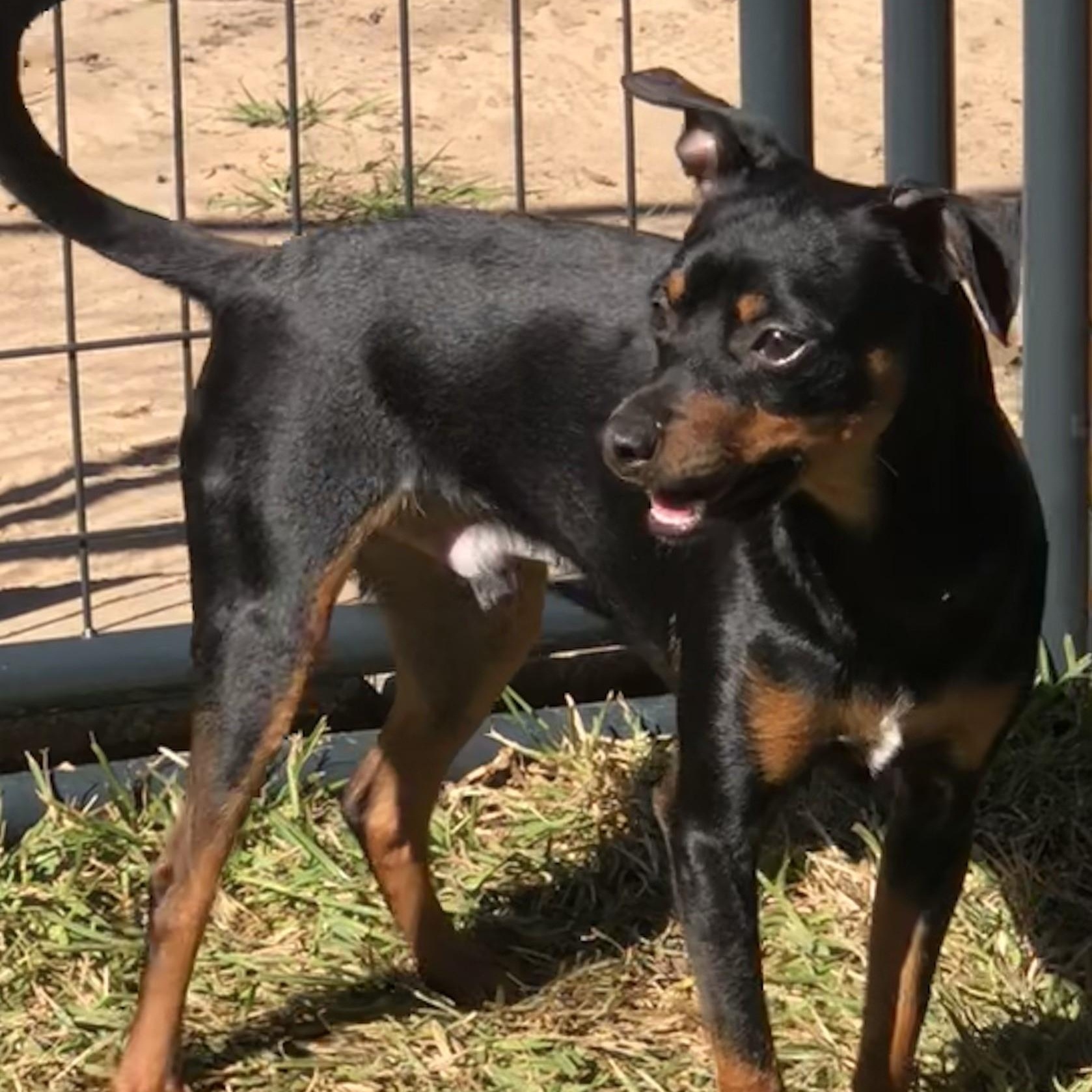 Ricardo, a Adoptable mixed breed in Magnolia Springs, AL image 4/5