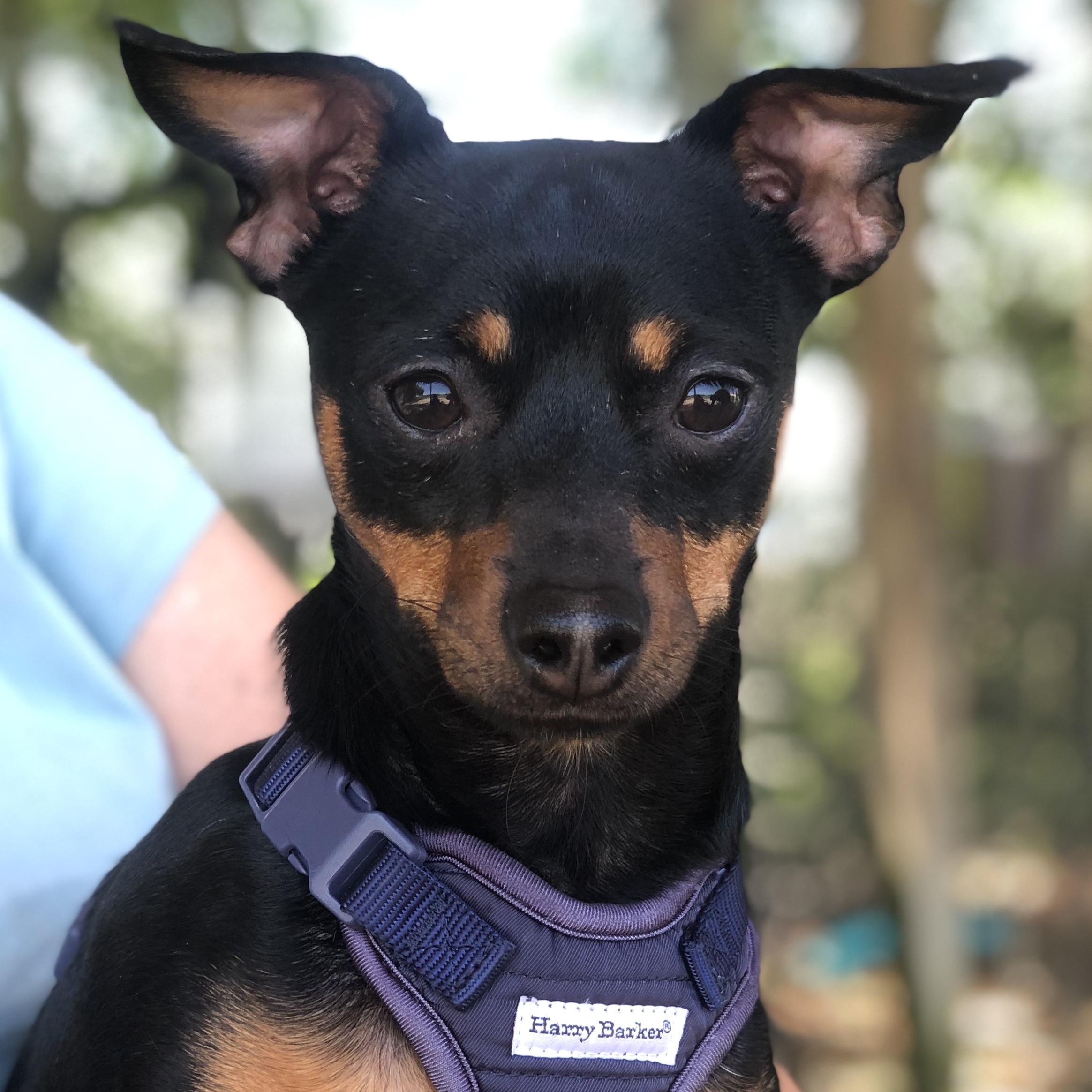 Ricardo, a Adoptable mixed breed in Magnolia Springs, AL image 1/5