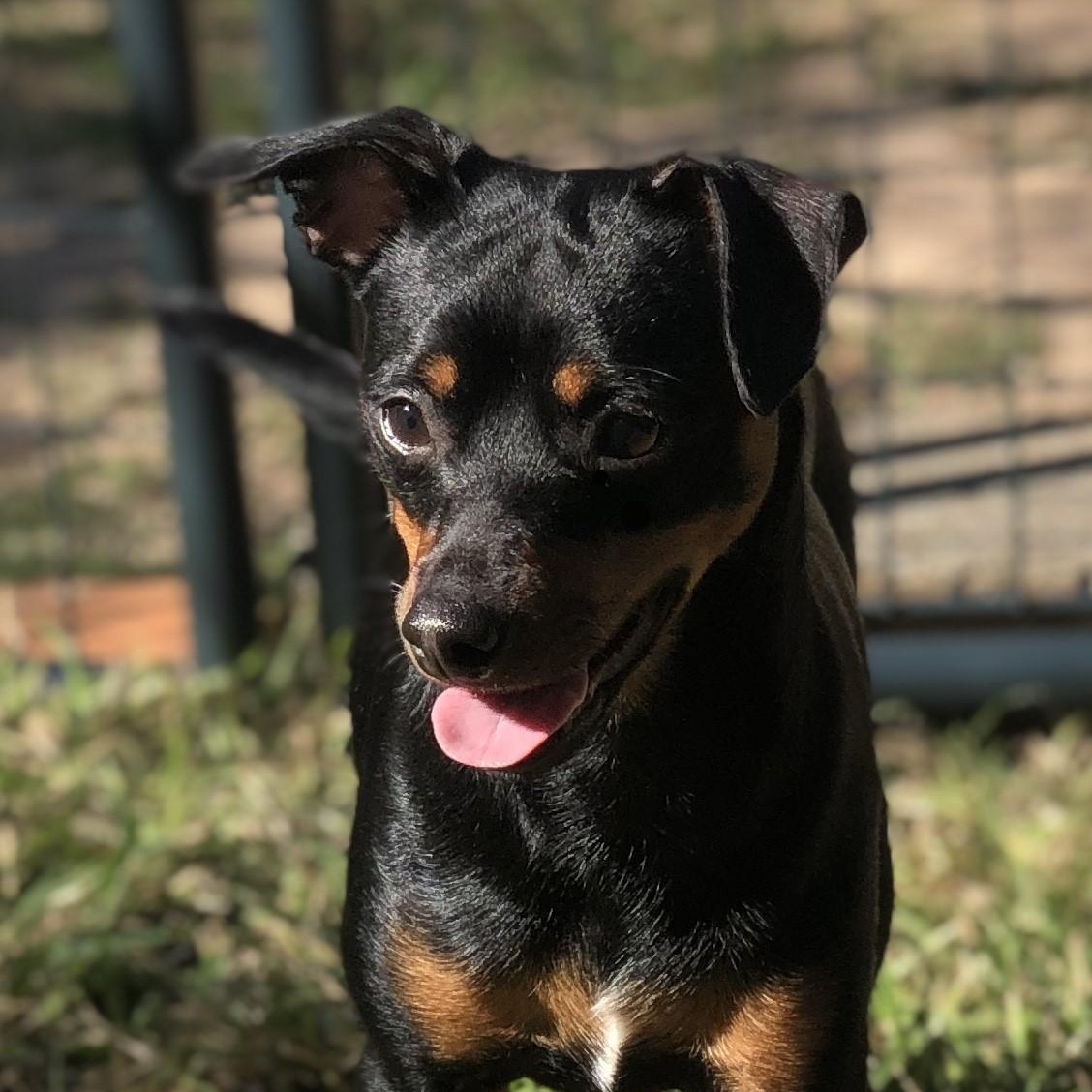 Ricardo, a Adoptable mixed breed in Magnolia Springs, AL image 2/5