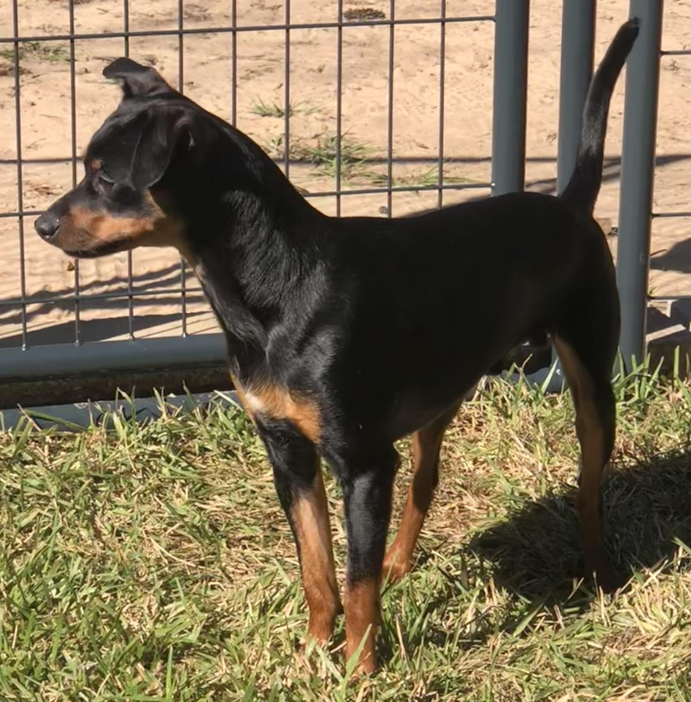 Ricardo, a Adoptable mixed breed in Magnolia Springs, AL image 3/5