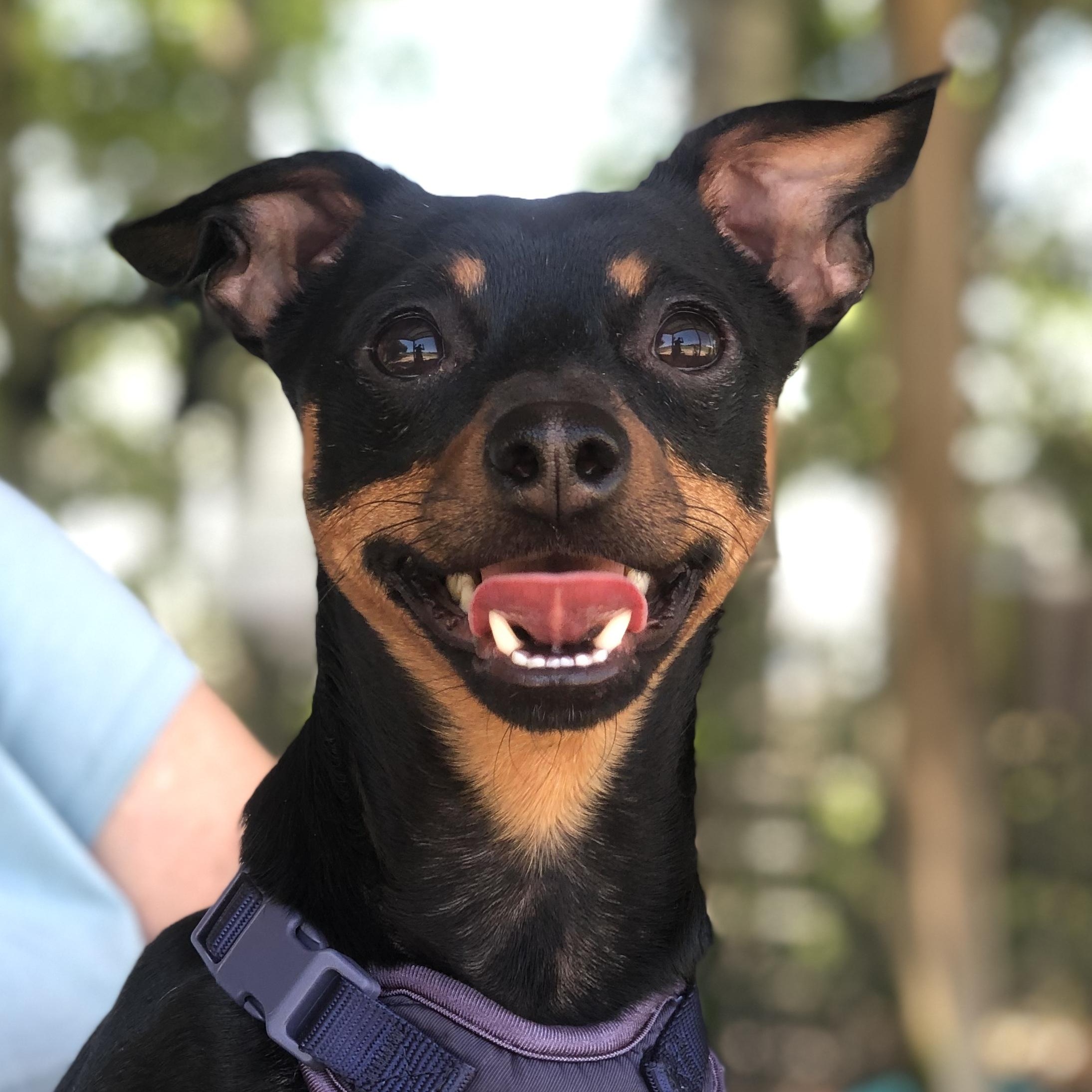 Ricardo, a Adoptable mixed breed in Magnolia Springs, AL image 5/5