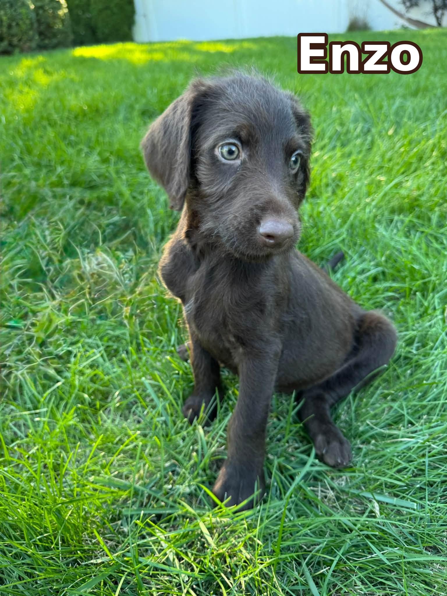Enlarge Enzo, a Adoptable mixed breed in Elburn, IL image 3/6