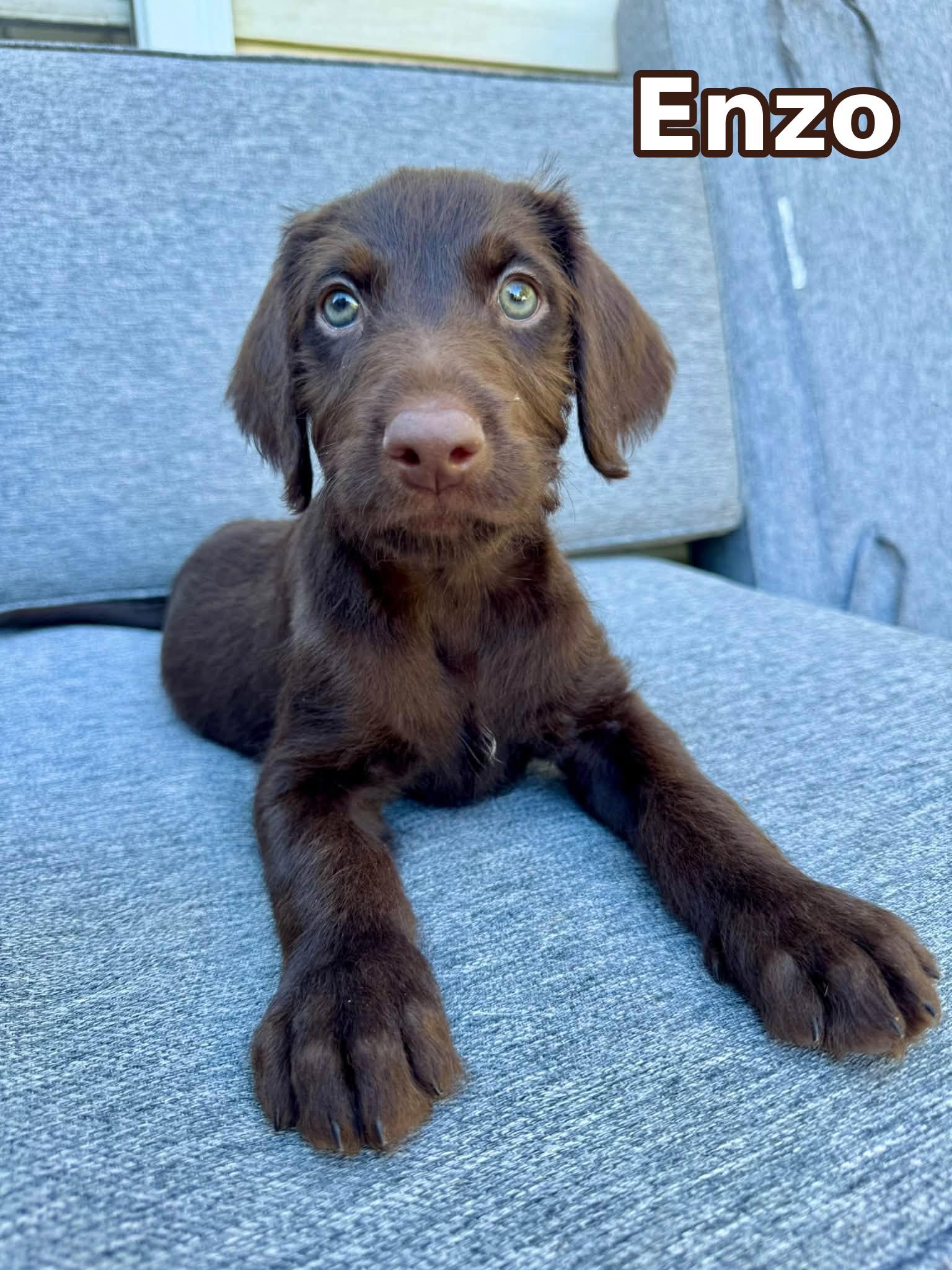 Enzo photo