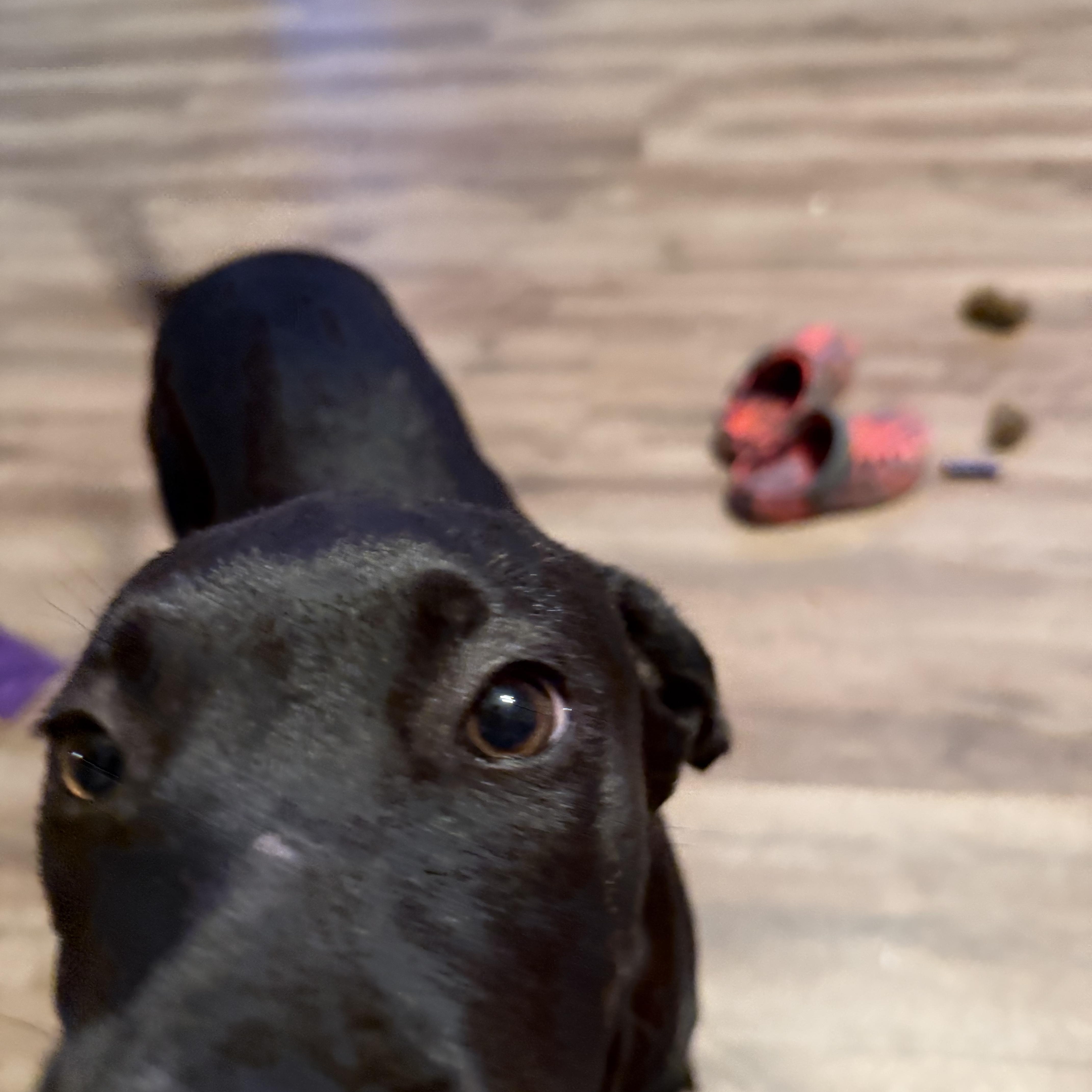 Poppy photo 4