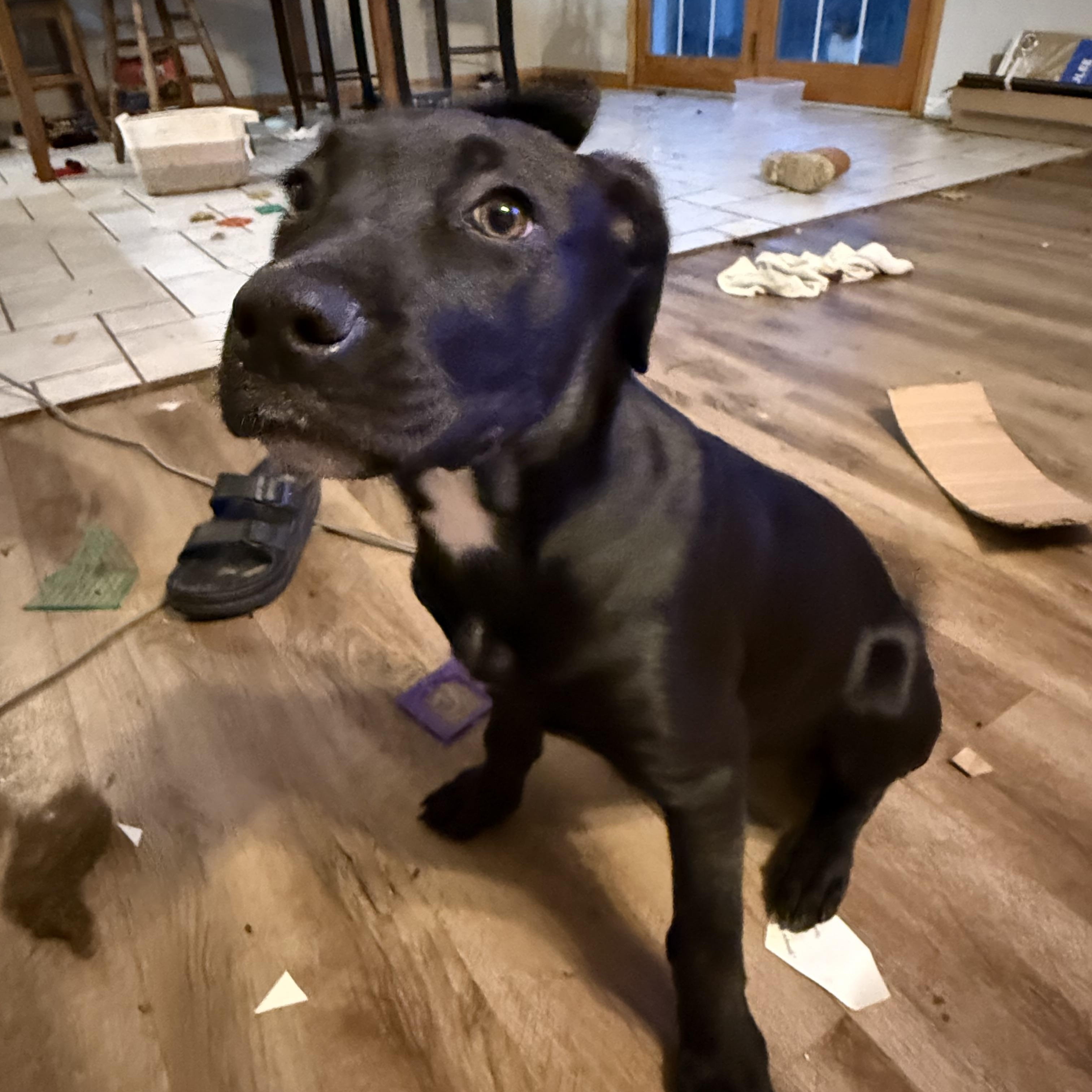 Poppy, Young Female Mixed Breed