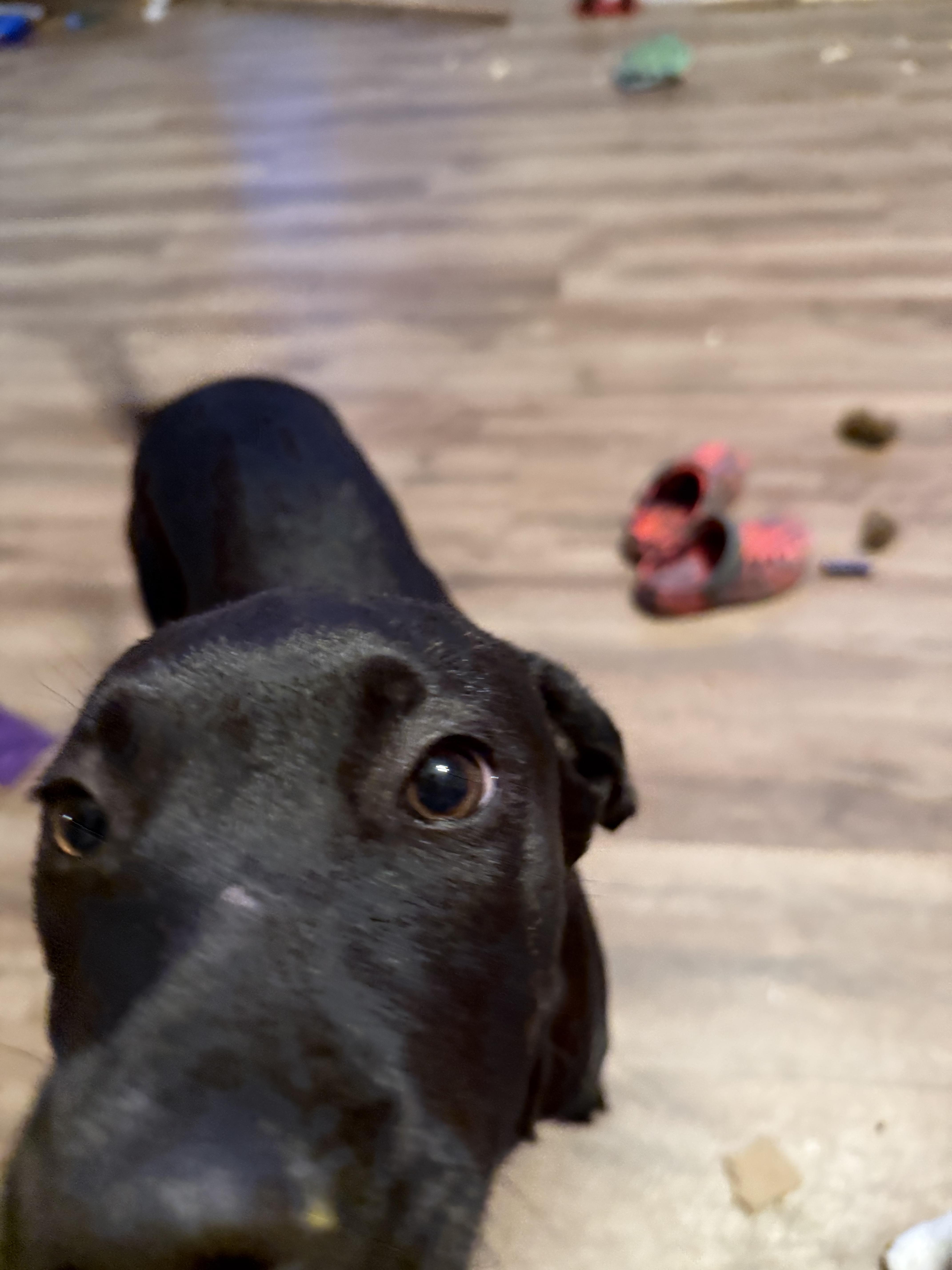 Poppy photo 6