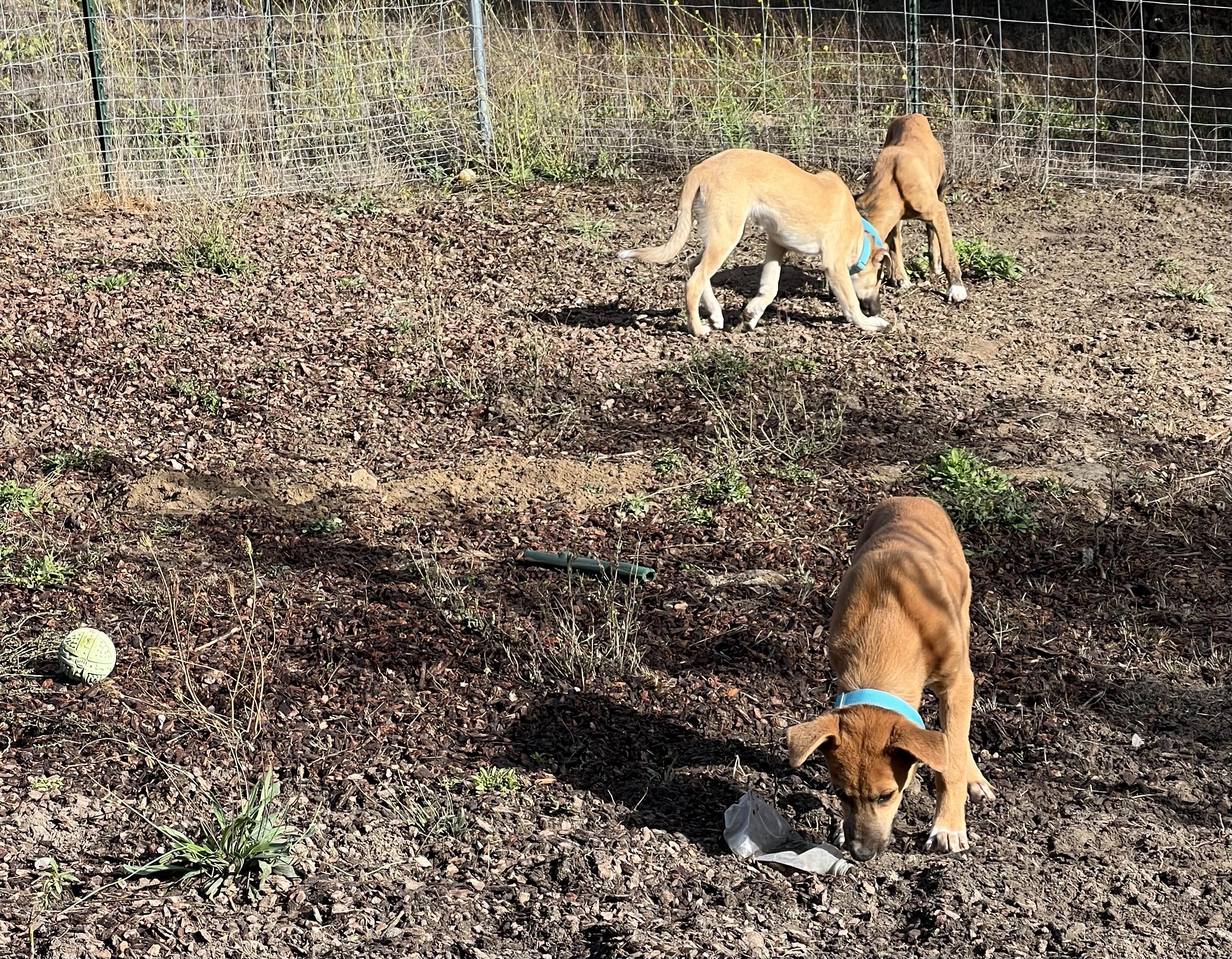Annie, a Adoptable mixed breed in Santa Rosa, CA image 4/4