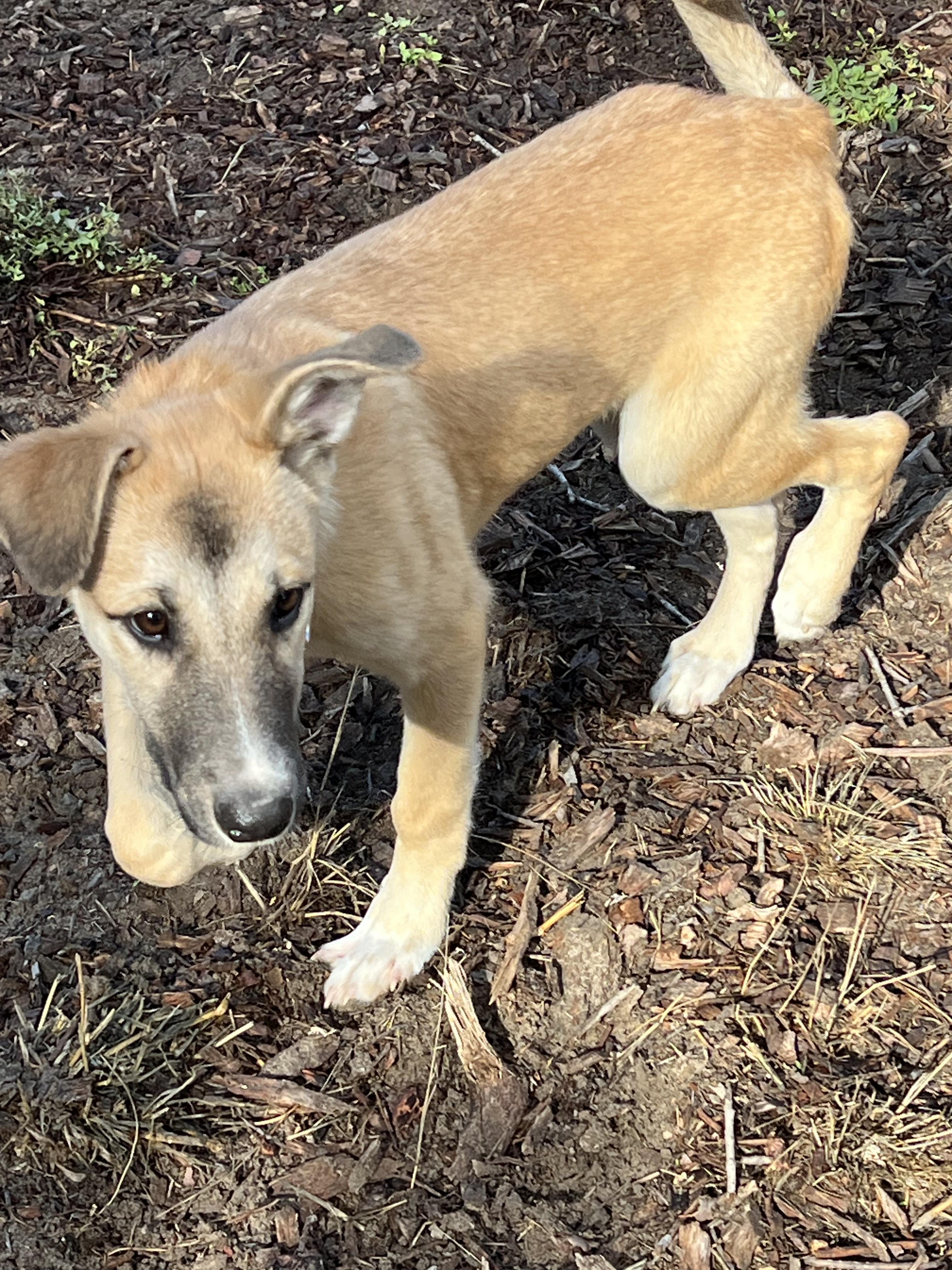 Annie, a Adoptable mixed breed in Santa Rosa, CA image 2/4