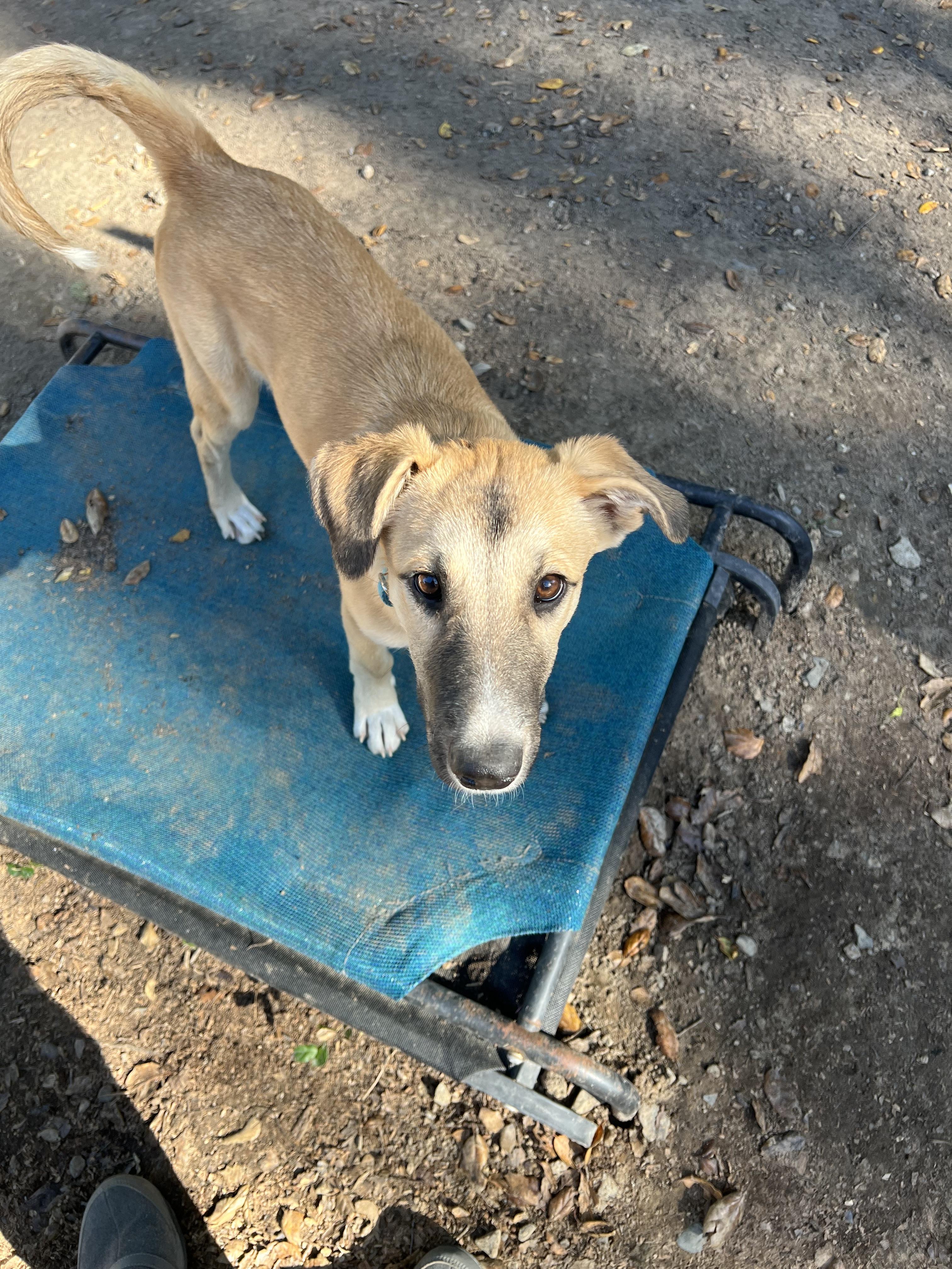 Annie, a Adoptable mixed breed in Santa Rosa, CA image 3/4