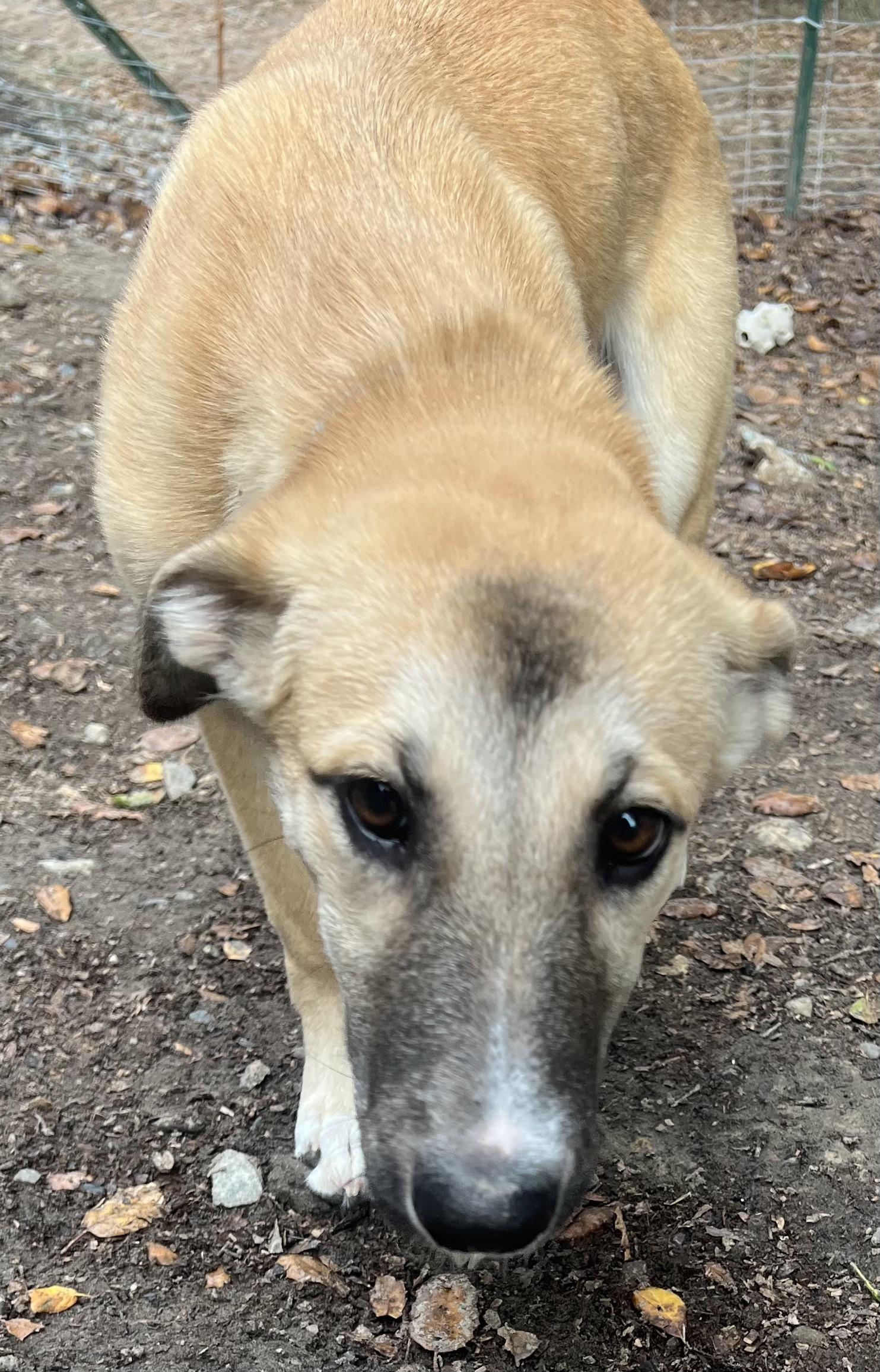 Annie, Adoptable, Puppy Female Golden Retriever.
