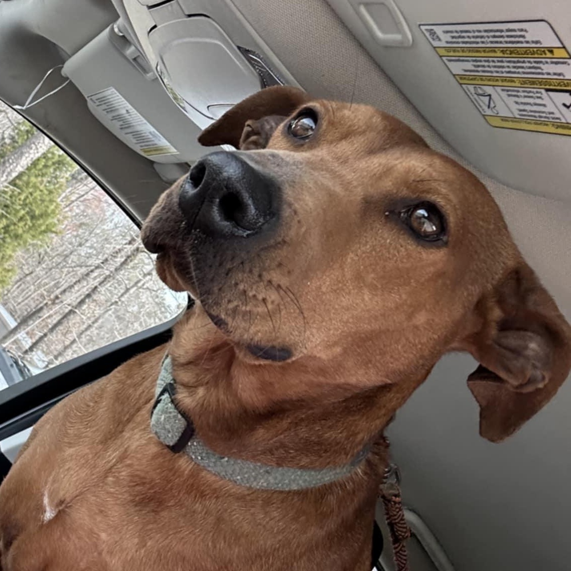 Mabel, Adult Female Rhodesian Ridgeback