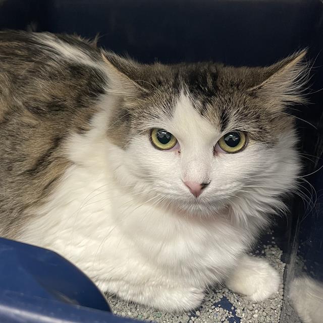 GAMMA, Adoptable, Young Female Domestic Long Hair.