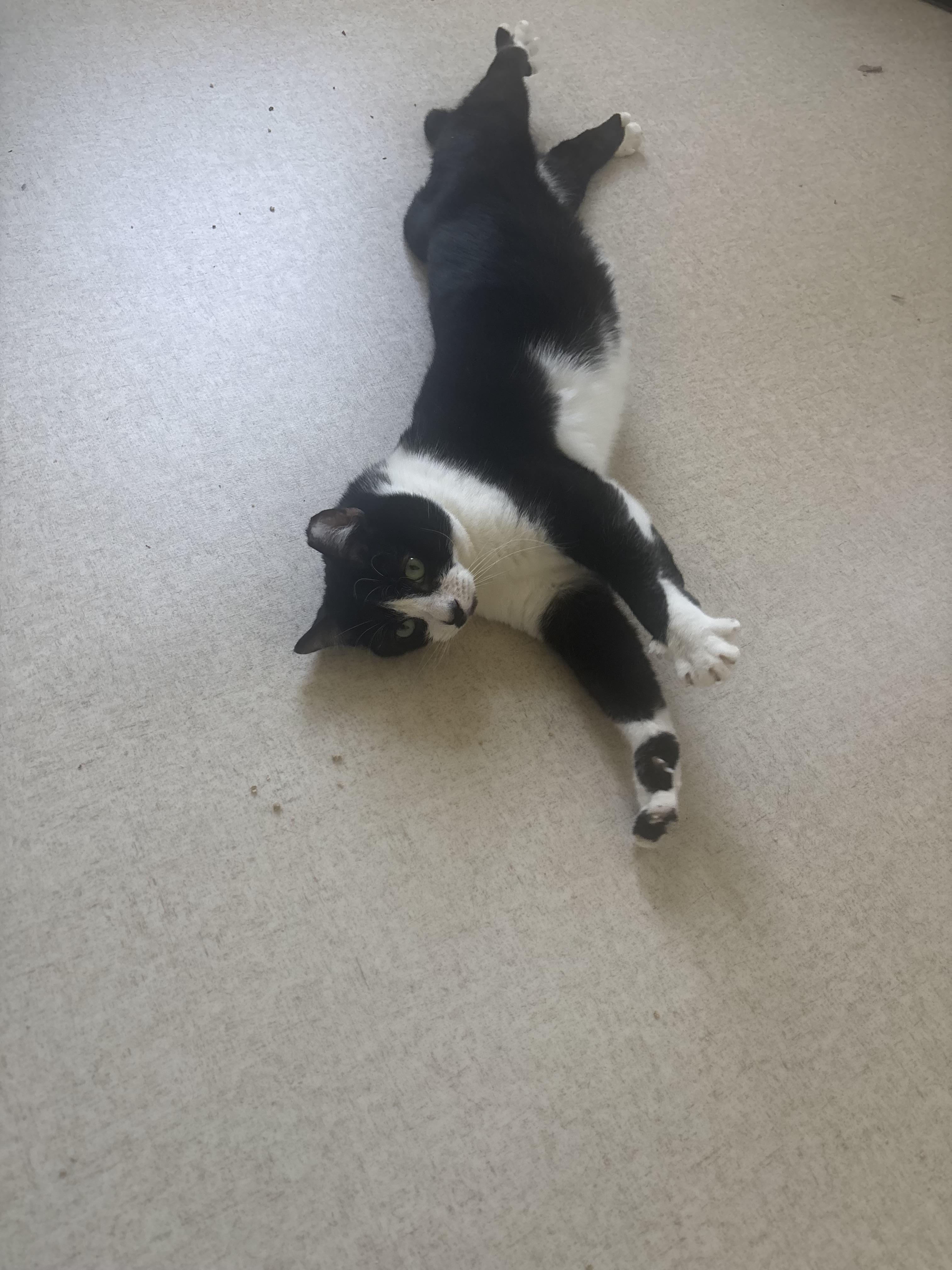 Enlarge Cow, a ADOPTABLE Domestic Short Hair in Beltsville, MD image 6/6