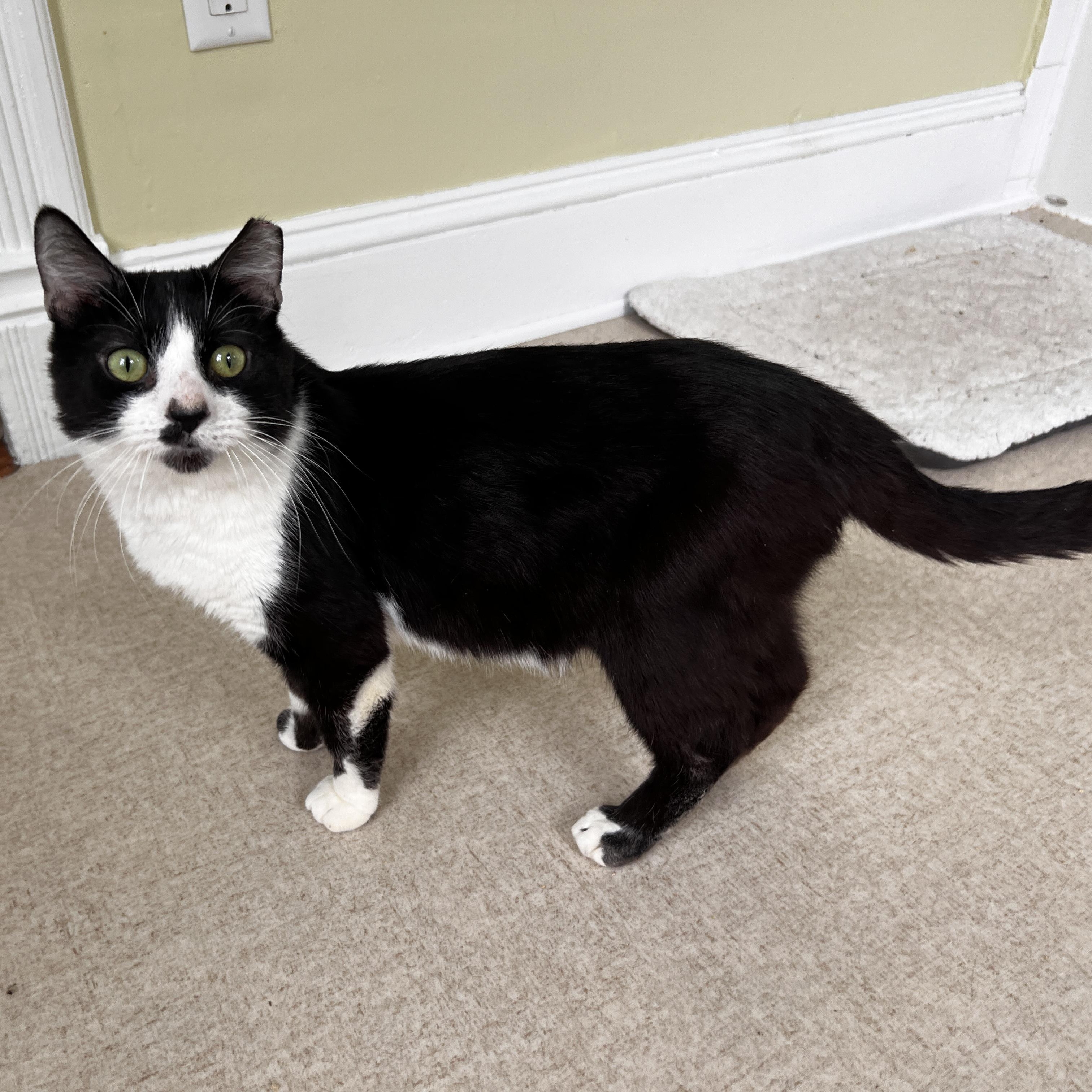 Enlarge Cow, a ADOPTABLE Domestic Short Hair in Beltsville, MD image 1/4