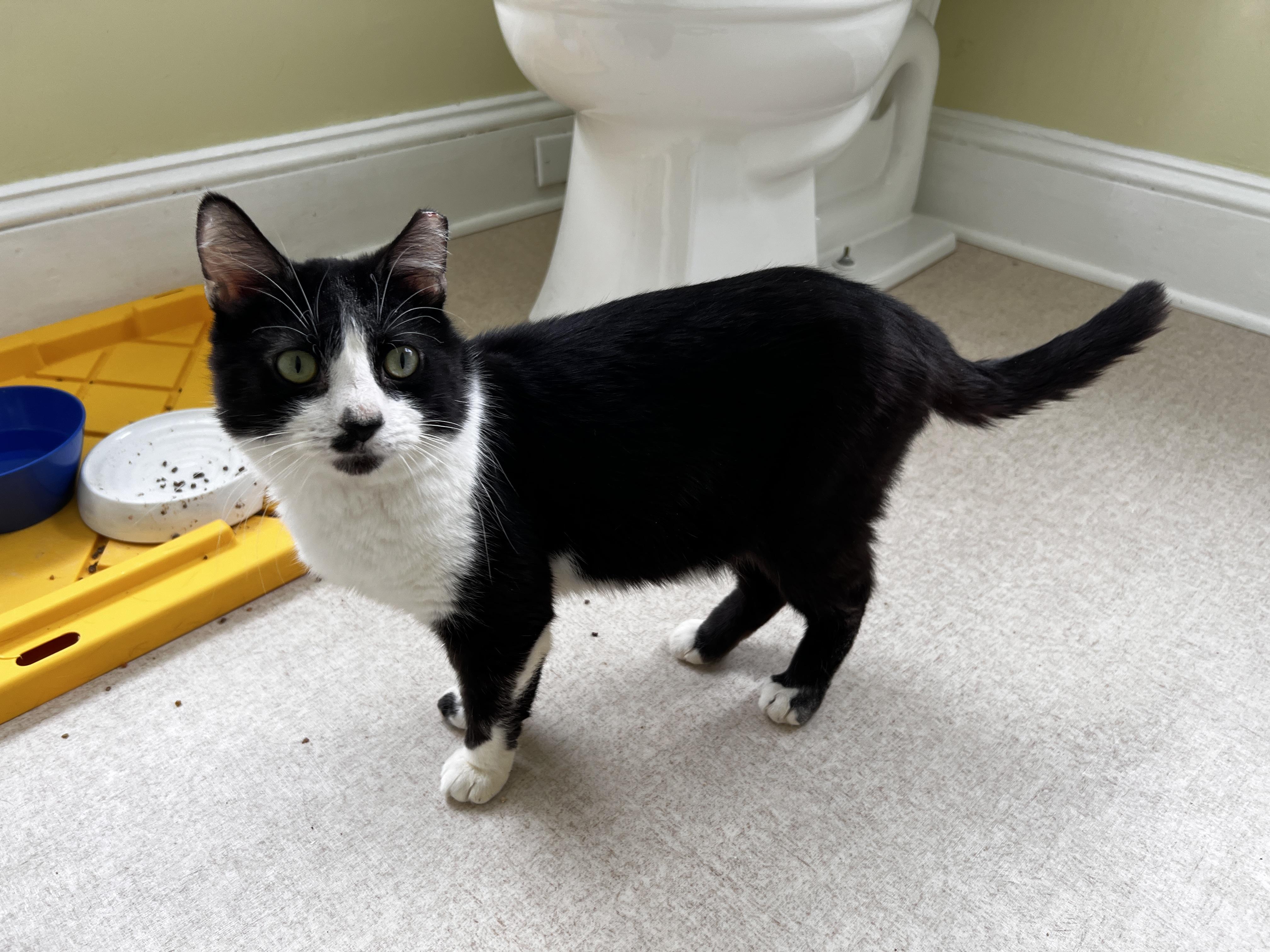 Enlarge Cow, a ADOPTABLE Domestic Short Hair in Beltsville, MD image 3/4