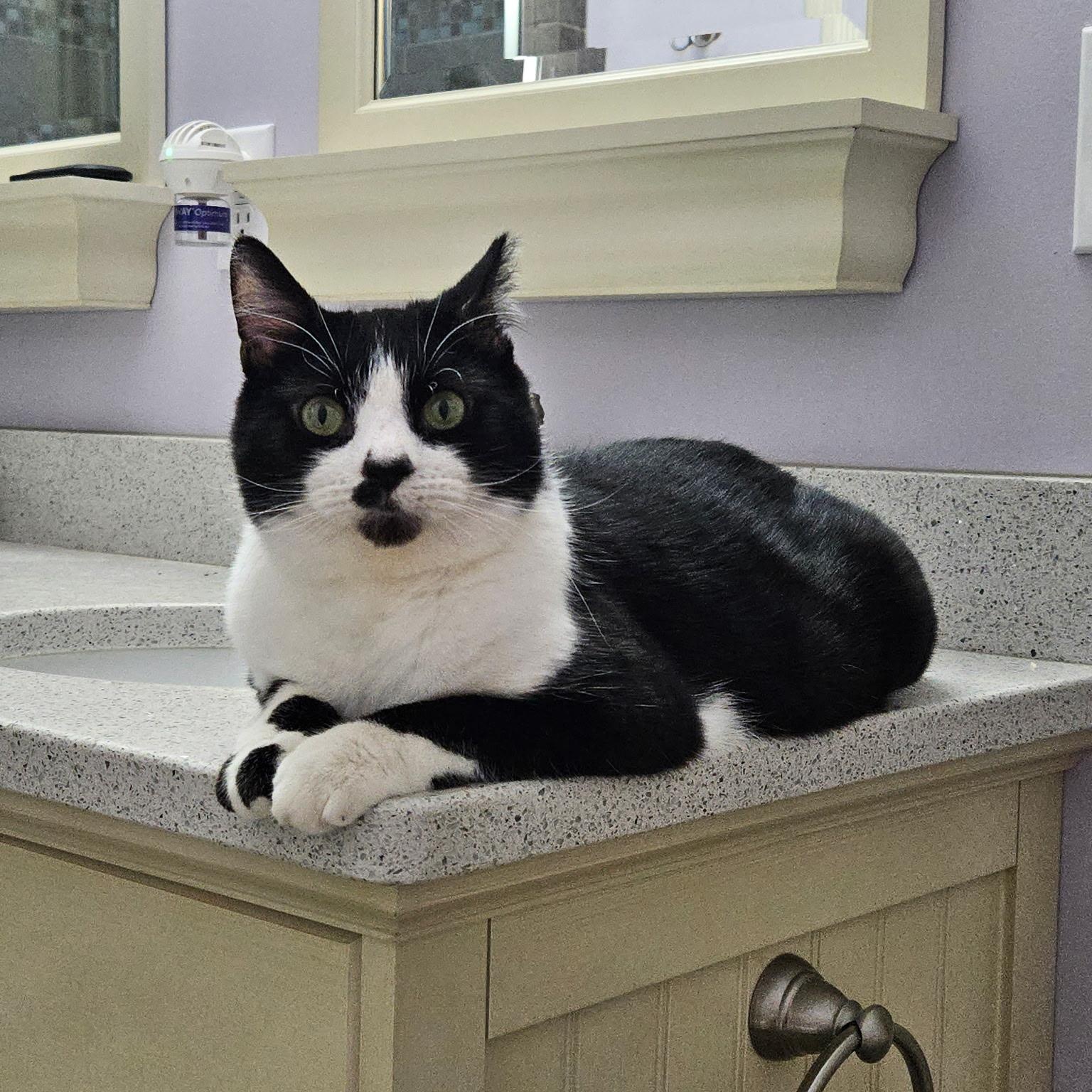 Cow, ADOPTABLE, Young Male Domestic Short Hair.