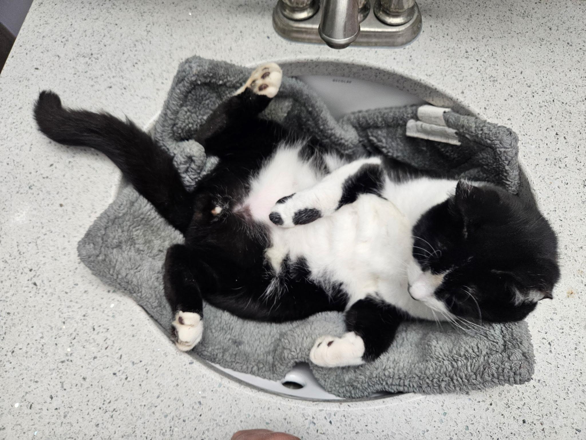 Enlarge Cow, a ADOPTABLE Domestic Short Hair in Beltsville, MD image 2/6