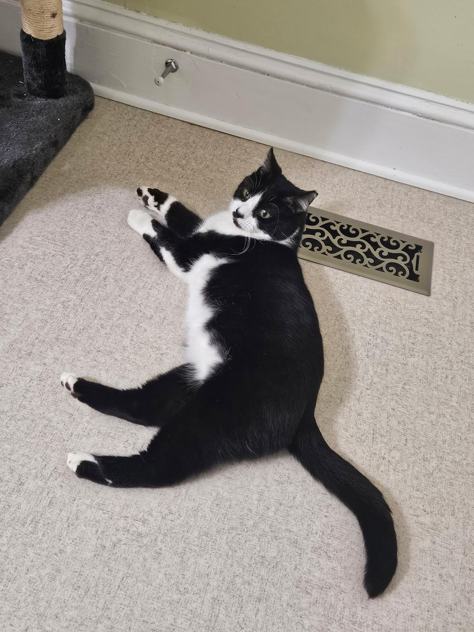 Enlarge Cow, a ADOPTABLE Domestic Short Hair in Beltsville, MD image 3/6