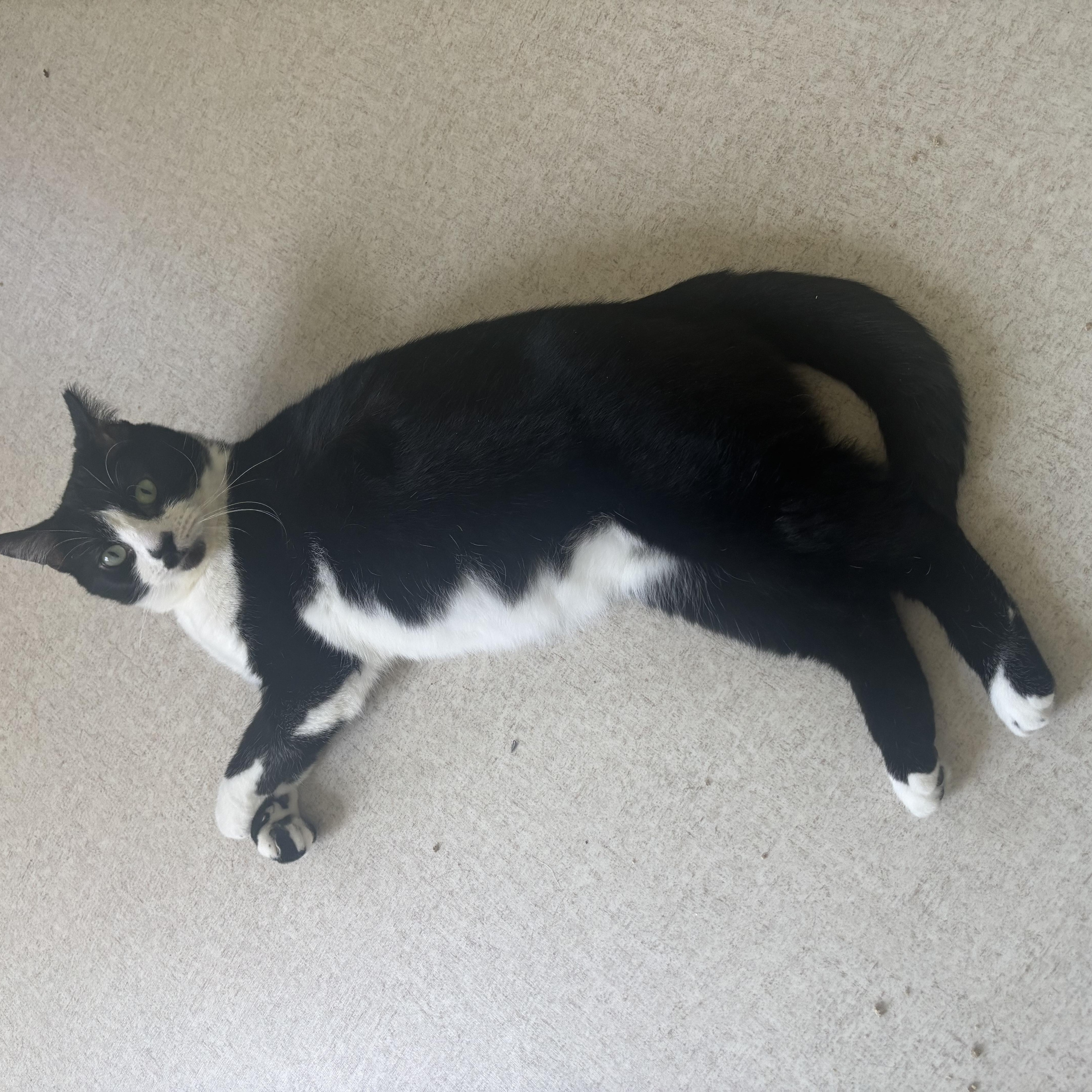 Enlarge Cow, a ADOPTABLE Domestic Short Hair in Beltsville, MD image 5/6