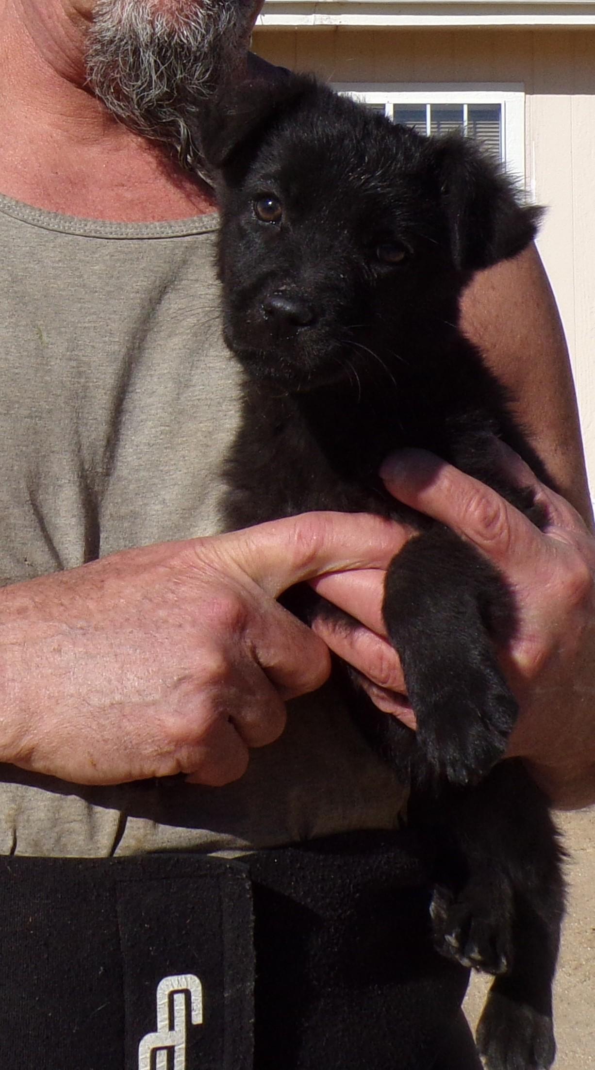 VELVET, ADOPTABLE, Puppy Female Labrador Retriever.