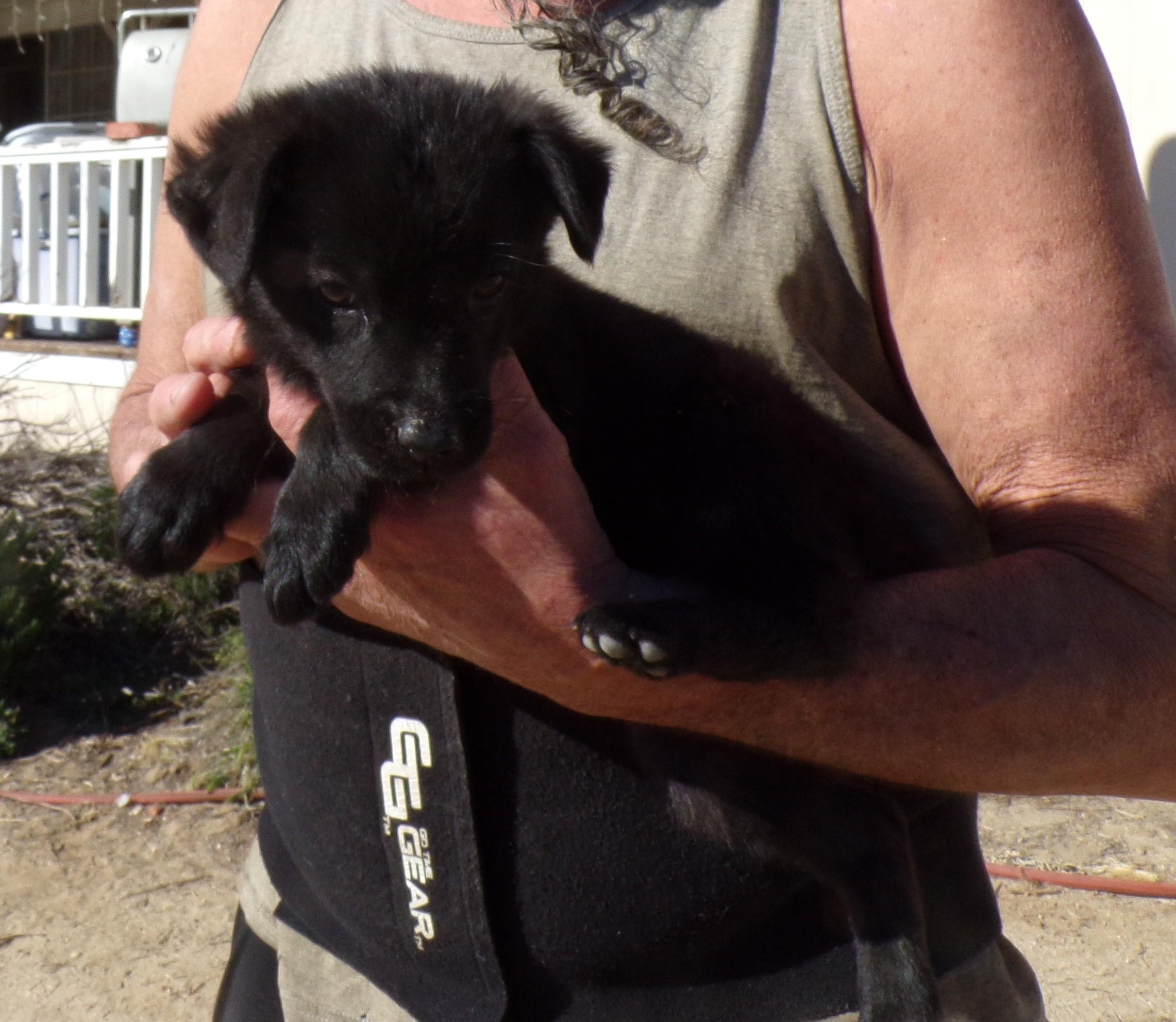 Enlarge VELVET, a ADOPTABLE mixed breed in Corona, CA image 3/3