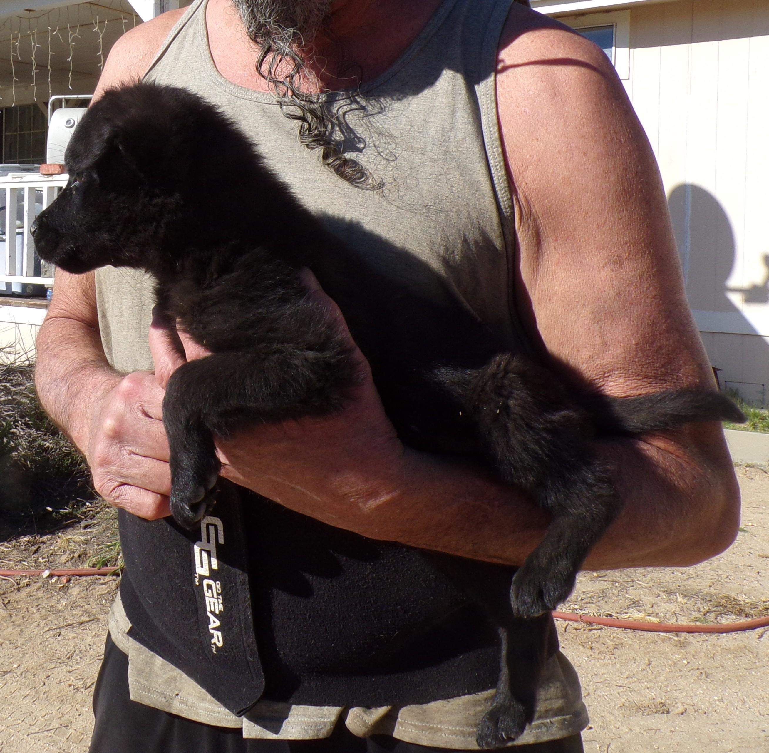 Enlarge VELVET, a ADOPTABLE mixed breed in Corona, CA image 2/3