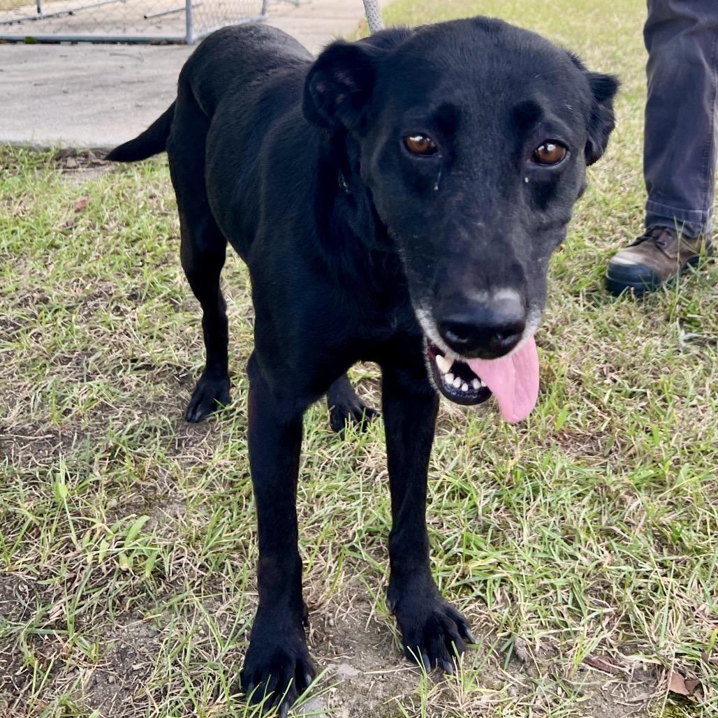 Oli, Adoptable, Adult Female Black Labrador Retriever.