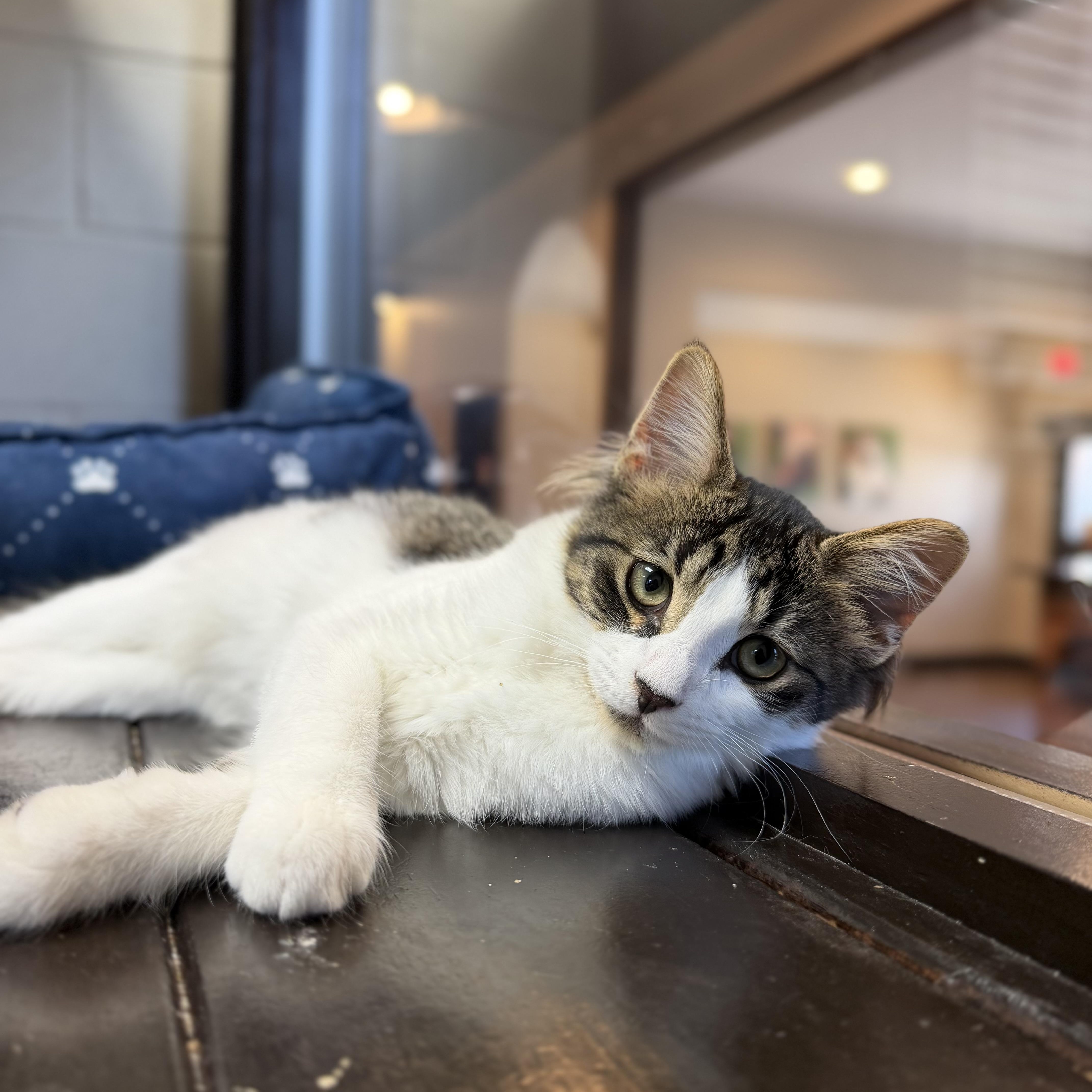 Owl, a ADOPTABLE Domestic Medium Hair in Birmingham, AL image 1/6