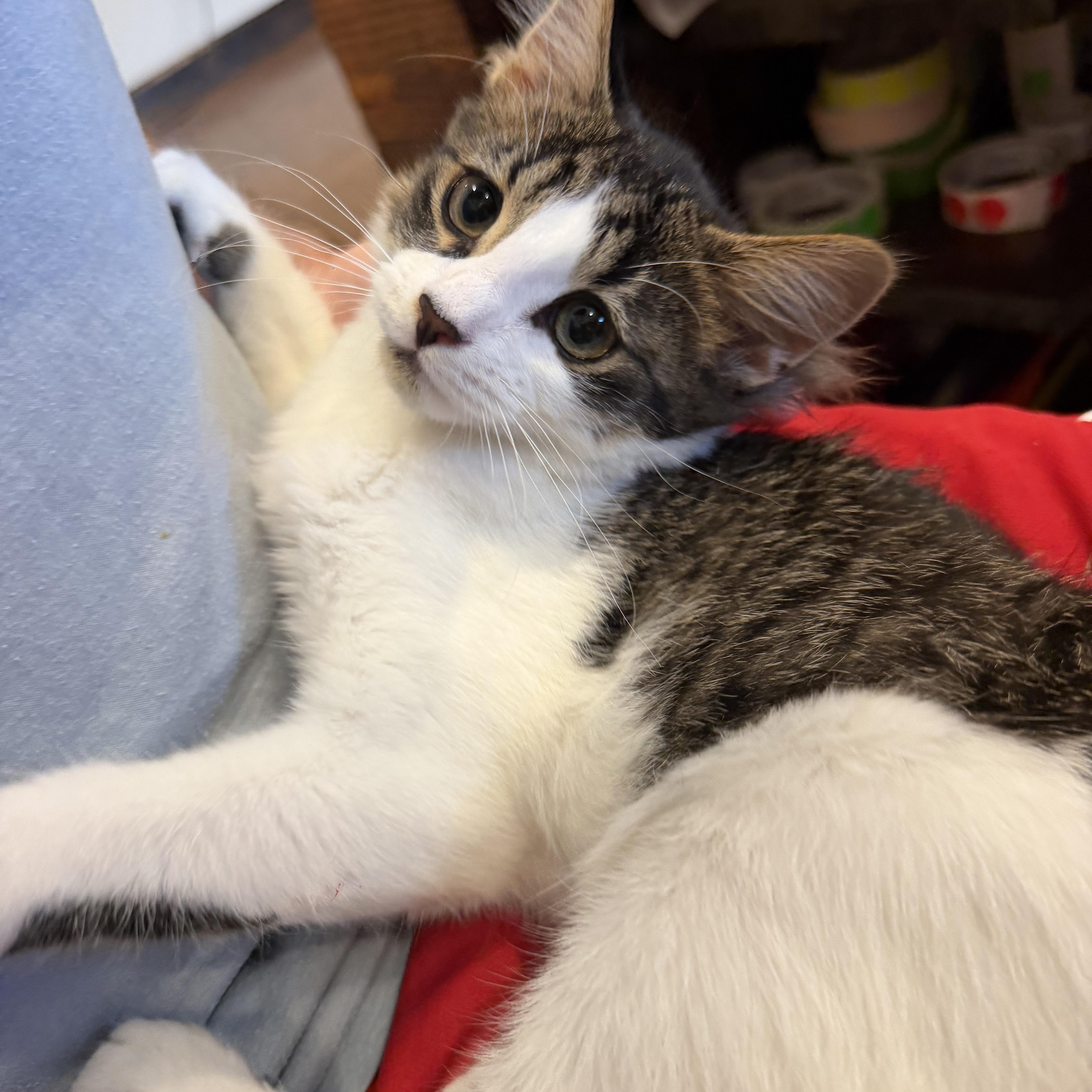 Owl, a ADOPTABLE Domestic Medium Hair in Birmingham, AL image 2/6
