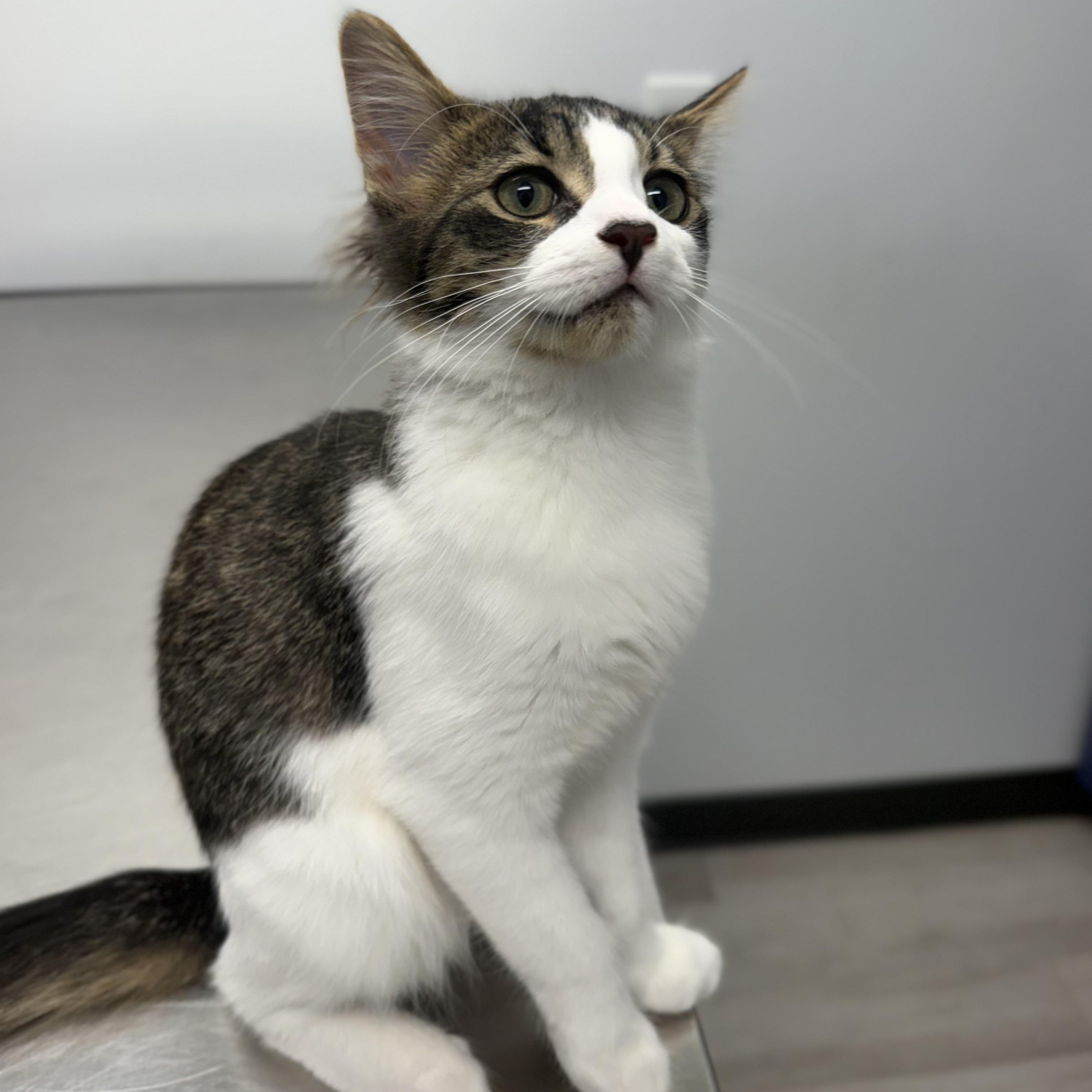 Owl, a ADOPTABLE Domestic Medium Hair in Birmingham, AL image 5/6