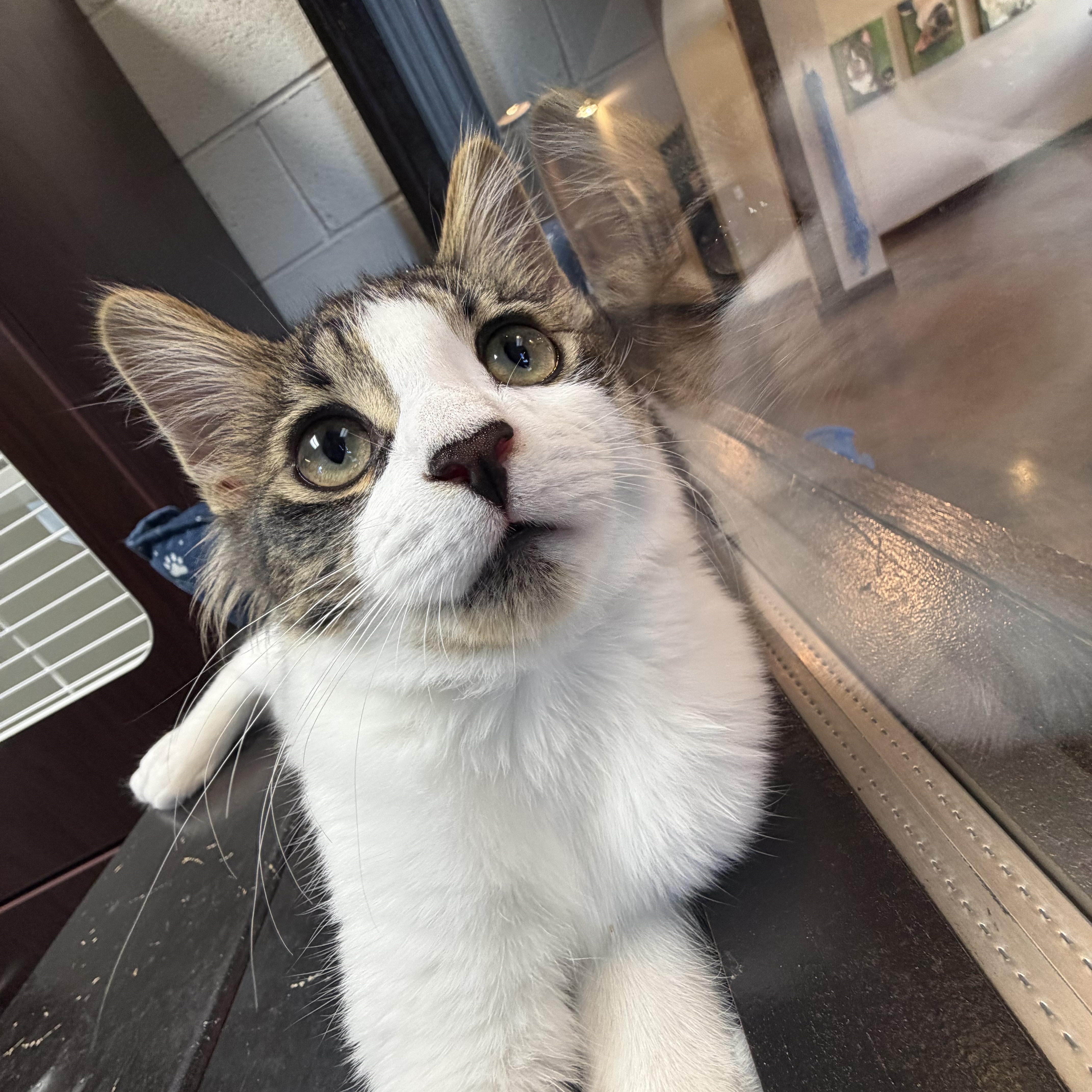 Owl, a ADOPTABLE Domestic Medium Hair in Birmingham, AL image 4/6