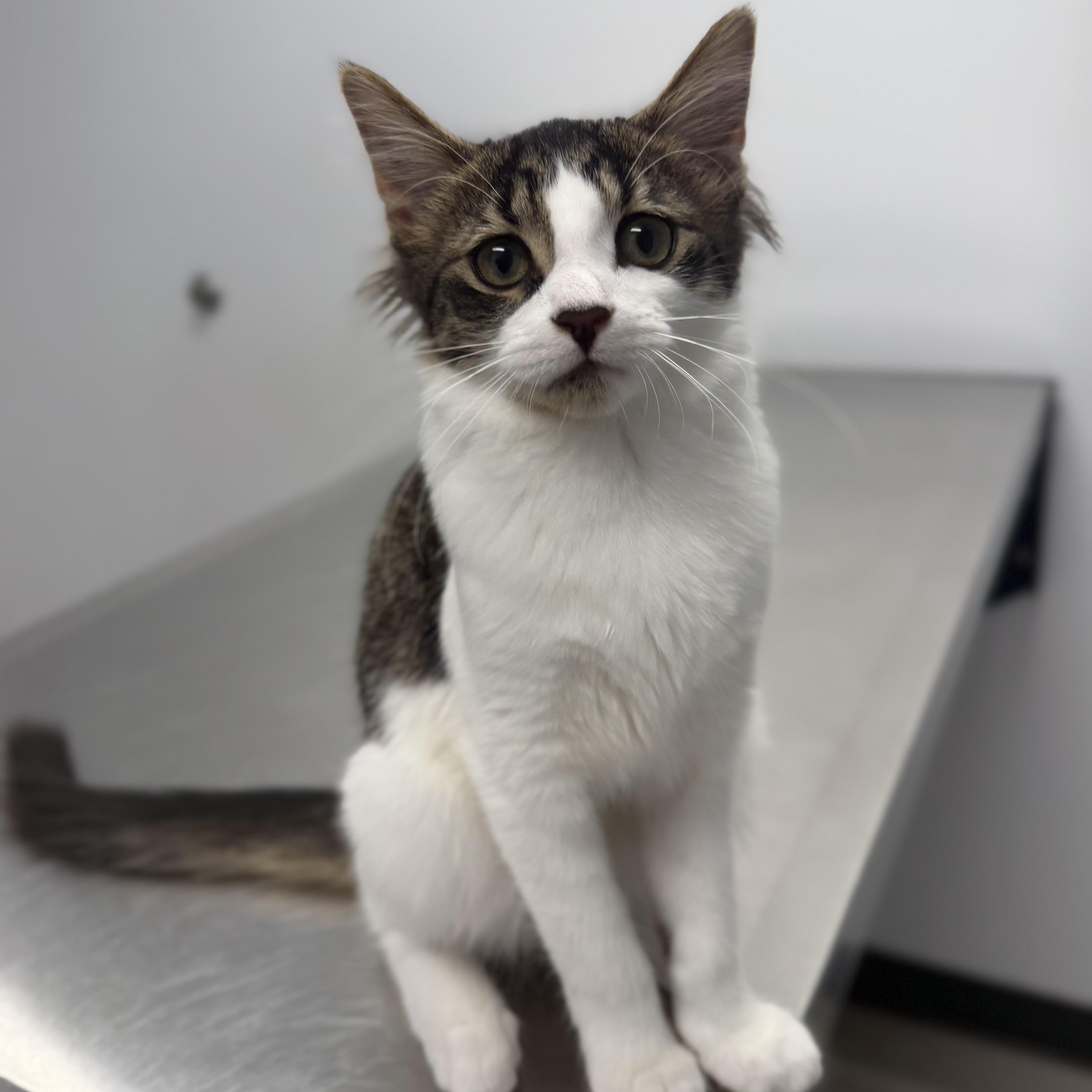 Owl, a ADOPTABLE Domestic Medium Hair in Birmingham, AL image 3/6