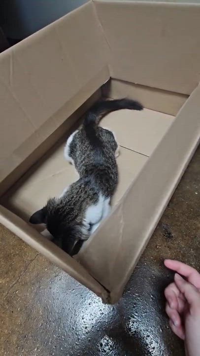 Enlarge Owl, a ADOPTABLE Domestic Medium Hair in Birmingham, AL video 6/6