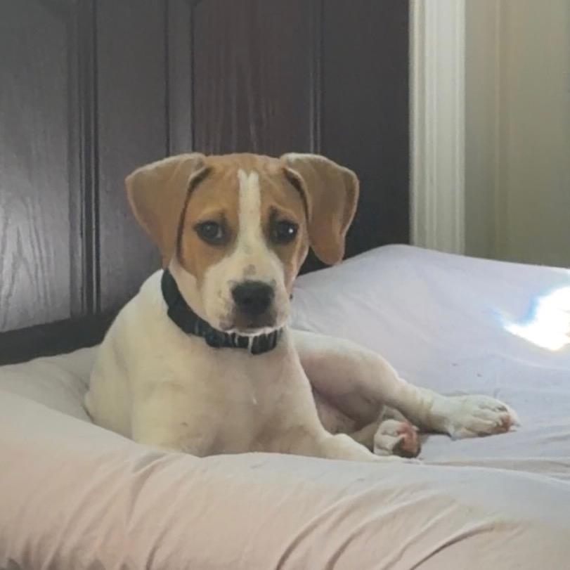 Forrest, Adoptable, Puppy Male Beagle & Coonhound.